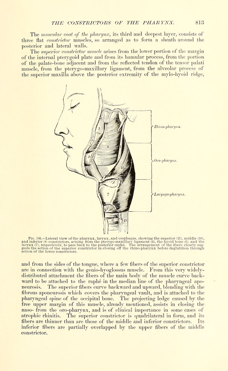 The muscular coat of the pharynx, its third and deepest layer, consists of thi'ee flat constrictor muscles, so arranged as to form a sheath around the posterior and lateral walls. The superior constrictor muscle arises from the lower portion of the margin of the internal pterygoid plate and from its hamular process, from the portion of the palate-bone adjacent and from the reflected tendon of the tensor palati muscle, from the pterygo-maxillary ligament, from the alveolar process of the superior maxilla above the posterior extremity of the mylo-hyoid ridge, • Rhino-pharyv Oro-pharynx. Larynqo-pharynx. Fig. 536.—Lateral view of the pharynx, larynx, and esophagus, showing the superior (11), middle (10), and inferior (Co constrictors, arising from the pterygo-maxillary ligament (-1), the hyoid bone |6), and the larynx (7), respectively, to pass back to the posterior raphe. The arrangement of the fibers clearly sug- gests the action of the superior constrictor in closing off the rhino-pharynx before deglutition through action of the lower constrictors. and from the sides of the tongue, where a few fibers of the superior constrictor are in connection with the genio-hyoglossus muscle. From this very widely- distributed attachment the fibers of the main body of the muscle curve back- ward to be attached to the raphe in the median line of the pharyngeal apo- neurosis. The superior fibers curve backward and upward, blending with the fibrous aponeurosis which covers the pharyngeal vault, and is attached to the pharyngeal spine of the occipital bone. The projecting ledge caused by the free upper margin of this muscle, already mentioned, assists in closing the naso- from the oro-pharynx, and is of clinical importance in some cases of atrophic rhinitis. The superior constrictor is cjuadrilateral in form, and its fibers are thinner than tire those of the middle and inferior constrictors. Its inferior fibers are partially overlapped by the upper fibers of the middle constrictor.