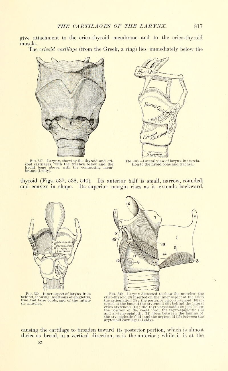 give attachment to the cricothyroid membrane and to the crico-thyroid muscle. The cricoid cartilage (from the Greek, a ring) lies immediately below the Fig. 537.—Larynx, showing the thyroid and cri- coid cartilages, with the trachea below and the hyoid bone above, with the connecting mem- branes (Leidy). Fig. 538.—Lateral view of larynx in its rela- tion to the hyoid bone and trachea. thyroid (Figs. 537, 538, 540). Its anterior half is small, narrow, rounded, and convex in shape. Its superior margin rises as it extends backward, Fig. 539.—Inner aspect of larynx from behind, showing insertions of epiglottis, true and false cords, and of the intrin- sic muscles. fe_- -~— Fig. 540.—Larynx dissected to show the muscles: the crico-thyroid (9) inserted on the inner aspect of the ala to the articulation (3); the posterior crico-arytenoid (10) in- serted at the base of the arytenoid (f>>; behind the lateral crico-arytenoid (11); the thyro-arytenoid (12) just below the position of the vocal cord: the thyroepiglottic (13) and aryteno-epiglottic (11) fibers between the lamina of the aryepiglottie fold : and the arytenoid (15) between the arytenoid cartilages (Leidy). causing the cartilage to broaden toward its posterior portion, which is almost thrice as broad, in a vertical direction, as is the anterior ; while it is at the