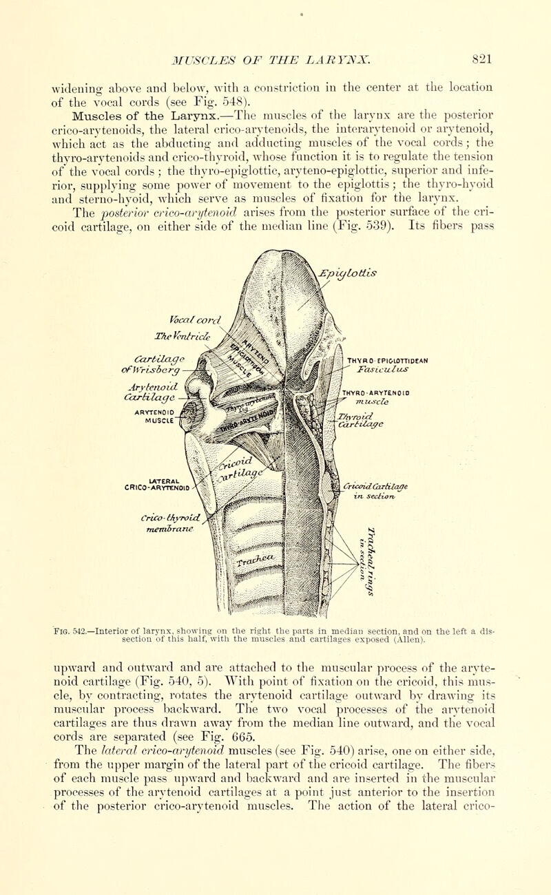 widening above and below, with a constriction in the center at the location of the vocal cords (see Fig. 548). Muscles of the Larynx.—The muscles of the larynx are the posterior crico-arytenoids, the lateral crico-arytenoids, the interarytenoid or arytenoid, which act as the abducting and adducting muscles of the vocal cords; the thyro-arytenoids and crico-thyroid, whose function it is to regulate the tension of the vocal cords ; the thyro-epiglottic, aryteno-epiglottic, superior and infe- rior, supplying some power of movement to the epiglottis; the thyro-hyoid and sterno-hyoid, which serve as muscles of fixation for the larynx. The posterior crico-arytenoid arises from the posterior surface of the cri- coid cartilage, on either side of the median line (Fig. 539). Its fibers pass £pujLodis THYROARYTENOID 'oidGzrttiage n. section- Fig. 512.—Interior of larynx, showing on the right the parts in median section, and on the left a dis- section of this half, with the muscles and cartilages exposed (Allen). upward and outward and are attached to the muscular process of the aryte- noid cartilage (Fig. 540, 5). With point of fixation on the cricoid, this mus- cle, by contracting, rotates the arytenoid cartilage outward by drawing its muscular process backward. The two vocal processes of the arytenoid cartilages are thus drawn away from the median line outward, and the vocal cords are separated (see Fig. 665. The lateral crico-arytenoid muscles (see Fig. 540) arise, one on either side, from the upper margin of the lateral part of the cricoid cartilage. The fibers of each muscle pass upward and backward and are inserted in the muscular processes of the arytenoid cartilages at a point just anterior to the insertion of the posterior crico-arytenoid muscles. The action of the lateral crico-