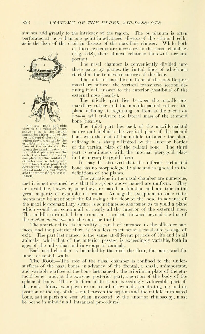 sinuses add greatly to the intricacy of the region. The os planum is often perforated at more than one point in advanced disease of the ethmoid cells, as is the floor of the orbit in disease of the maxillary sinuses. While both of these systems are accessory to the nasal chambers (Fig. 548), their clinical relations therewith are im- portant. The nasal chamber is conveniently divided into three parts by planes, the initial lines of which are started at the transverse sutures of the floor. The anterior part lies in front of the maxillo-pre- maxillary suture : the vertical transverse section de- fining it will answer to the interior (vestibule) of the external nose (nearly). The middle part lies between the maxillo-pre- maxillary suture and the maxillo-palatal suture: the plane defining it, beginning in front at the ductus ad nasum, will embrace the lateral mass of the ethmoid bone (nearly). The third part lies back of the maxillo-palatal suture and includes the vertical plate of the palatal bone with the end of the middle turbinal : the plane defining it is sharply limited by the anterior border of the vertical plate of the palatal bone. The third part is continuous with the internal pterygoid plate in the meso-pterygoid fossa. It may be observed that the inferior turbinated bone has no morphological value and is ignored in the definitions of the planes. The variations in the nasal chamber are numerous, and it is not assumed here that the regions above named are uniform. They are available, however, since they are based on function and are true in the great majority of examples of crania. Among the exceptions to some state- ments may be mentioned the following : the floor of the nose in advance of the maxillo-premaxillary suture is sometimes so shortened as to yield a plane which would not contain all or nearly all the interior of the external nose. The middle turbinated bone sometimes projects forward beyond the line of the ductus ml nasum into the anterior third. The anterior third is in reality a canal of entrance to the olfactory sur- faces, and the posterior third is in a less exact sense a canal-like passage of exit. The part last named is the same at different periods of life and in all animals; while that of the anterior passage is exceedingly variable, both in ages of the individual and in groups of animals. Each nasal chamber is bounded by the roof, the floor, the outer, and the inner, or septal, walls. The Roof.—The roof of the nasal chamber is confined to the under- surfaees of the nasal bones in advance of the frontal, a small, unimportant, and variable surface of the bone last named ; the cribriform plate of the eth- moid bone : and, at the extreme posterior part, a portion of the body of the sphenoid bone. The cribriform plate is an exceedingly vulnerable part of the roof. Many examples are on record of wounds penetrating it ; and its position at the top of the cleft, between the septum and the middle turbinated bone, as the parts are seen when ins] ted by the anterior rhinoscopy, must be borne in mind in all intranasal procedures. Fin. 543.—Back and side view of the ethmoid bone, showing in B the lateral masses on either side of the vertical septal plate (2), with which they are united by tin' cribriform plate (3) at ttie base of the crista (1). Be- tween the nasal meatus and the orbital plate (4) are the cells, the closure of many completed by the frontal and otherbones articulating with the ethmoid and projecting downward are the superior (6) and middle (7) turbinates and the uncinate process (5) (Allen).
