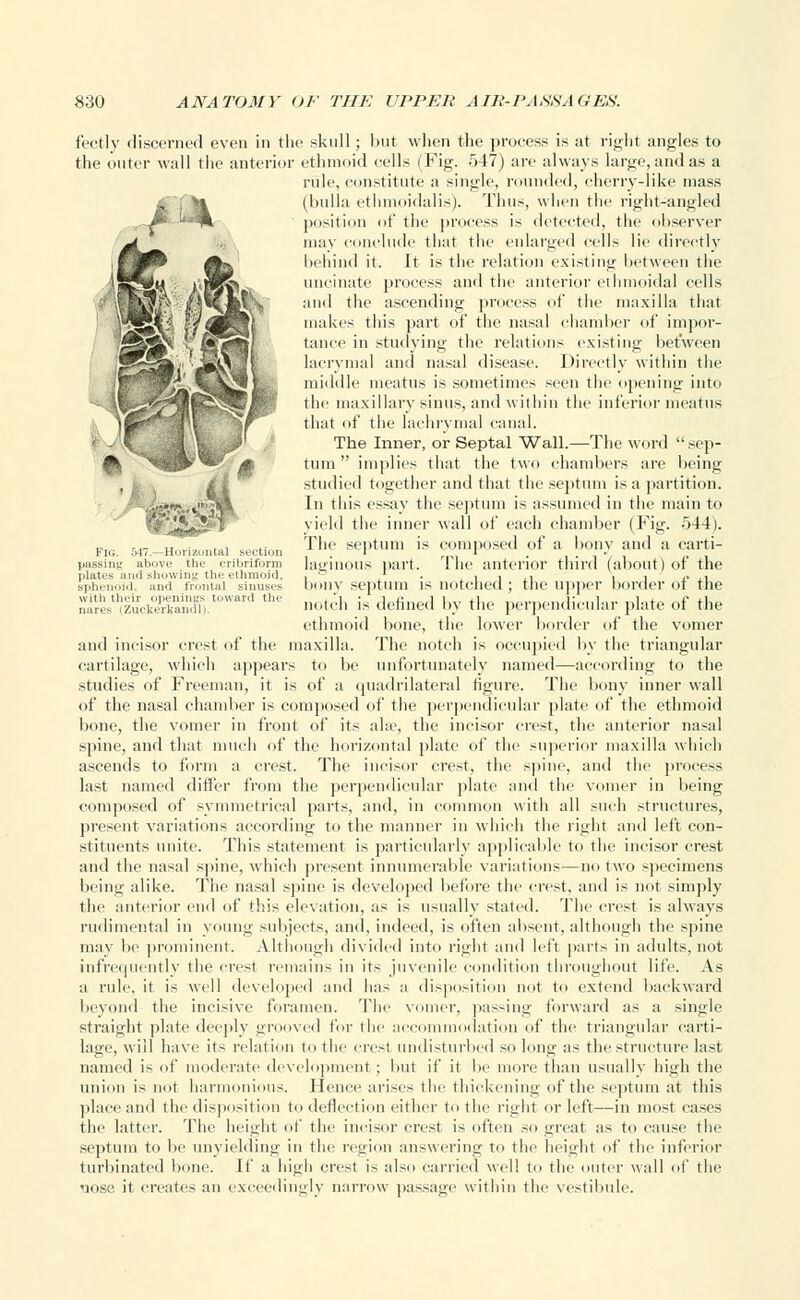 Fig. 547.—Ho plates i sphenoi with tli nares (Zuckerkawlli izuntal section the cribriform ig the ethmoid, rontal sinuses toward the fectly discerned even in the skull; but when the process is at right angles to the outer wall the anterior ethmoid cells (Fig. 547) are always large, and as a rule, constitute a single, rounded, cherry-like mass (bulla ethmoidalis). Thus, when the right-angled position of the process is detected, the observer may conclude that the enlarged cells lie directly FflPV ^ny behind it. It is the relation existing between the 5§£m ivJHw.-. uncinate process and the anterior ethmoidal cells and the ascending process of the maxilla that makes this part of the nasal chamber of impor- tance in studying the relations existing between lacrymal and nasal disease. Directly within the middle meatus is sometimes seen the opening into the maxillary sinus, and within the inferior meatus that of the lachrymal canal. The Inner, or Septal Wall.—The word  sep- tum  implies that the two chambers are being studied together and that the septum is a partition. In this essay the septum is assumed in the main to yield the inner wall of each chamber (Fig. 544). The septum is composed of a bony and a carti- laginous part. The anterior third (about) of the bony septum is notched; the upper border of the notch is defined by the perpendicular plate of the ethmoid bone, the lower border of the vomer and incisor crest of the maxilla. The notch is occupied by the triangular cartilage, which appears to be unfortunately named—according to the studies of Freeman, it is of a quadrilateral figure. The bony inner wall of the nasal chamber is composed of the perpendicular plate of the ethmoid bone, the vomer in front of its alse, the incisor crest, the anterior nasal spine, and that much of the horizontal plate of the superior maxilla which ascends to form a crest. The incisor crest, the spine, and the process last named differ from the perpendicular plate and the vomer in being composed of symmetrical parts, and, in common with all such structures, present variations according to the manner in which the right and left con- stituents unite. This statement is particularly applicable to the incisor crest and the nasal spine, which present innumerable variations—no two specimens being alike. The nasal spine is developed before the crest, and is not simply the anterior end of this elevation, as is usually stated. The crest is always rudimental in young subjects, and, indeed, is often absent, although the spine may be prominent. Although divided into right and left parts in adults, not infrequently the crest remains in its juvenile condition throughout life. As a rule, it is well developed and lias a disposition not to extend backward beyond the incisive foramen. The vomer, passing forward as a single straight plate deeply grooved for the accommodation of the triangular carti- lage, will have its relation to the crest undisturbed so long as the structure last named is of moderate development ; but if it be more than usually high the union is not harmonious. Hence arises the thickening of the septum at this place and the disposition to deflection either to the right or left—in most cases the latter. The height of the incisor crest is often so great as to cause the septum to be unyielding in the region answering to the height of the inferior turbinated bone. If a high crest is also carried well to the outer wall of the nose it creates an exceedingly narrow passage within the vestibule.