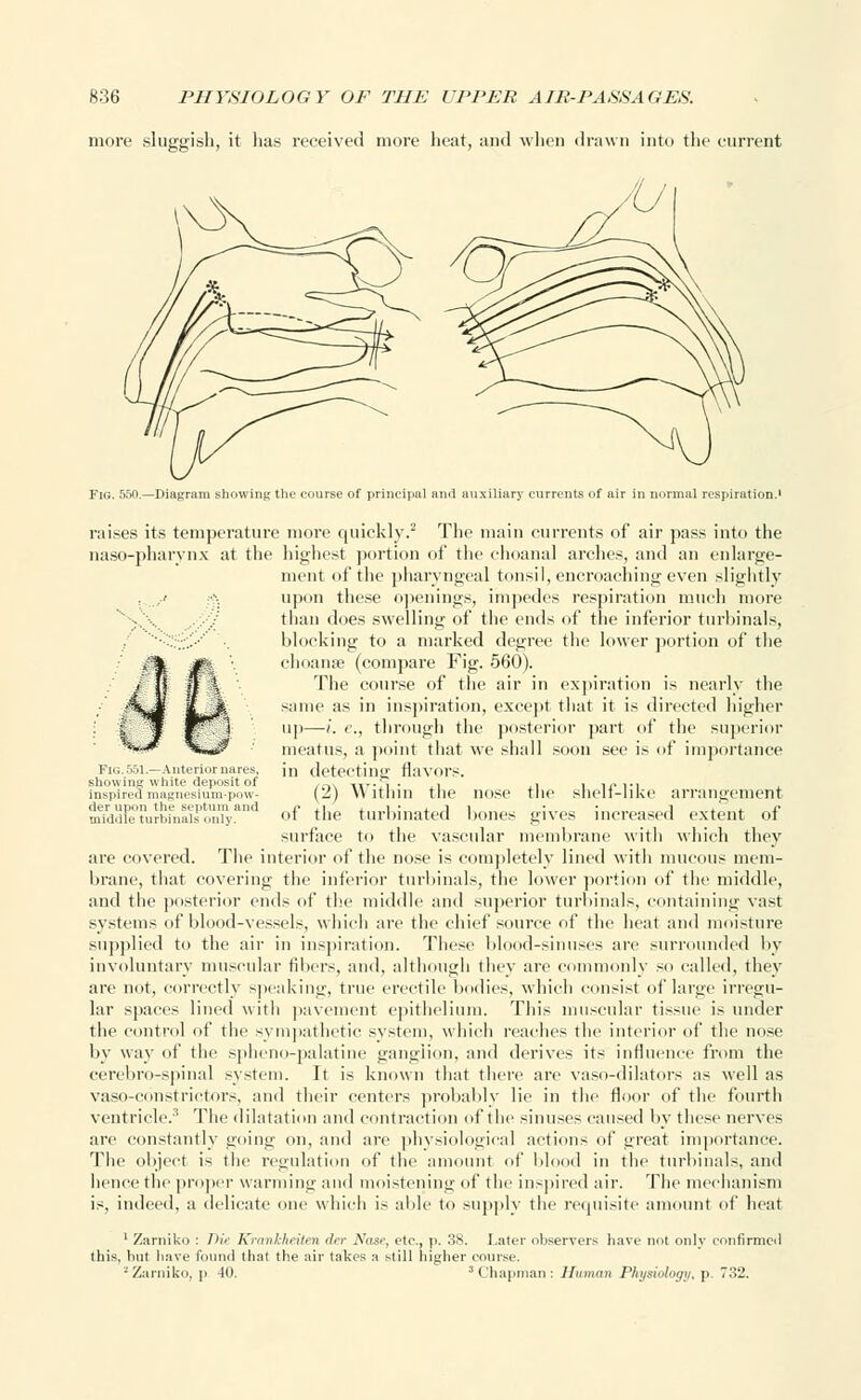 more sluggish, it has received more heat, and when drawn into the current Fig. 551.—Anterior nares, showing white deposit of inspired magnesium-pow- der upon the septum and middle turbinals only. Fig. 550.—Diagram showing the course of principal and auxiliary currents of air in normal respiration.' raises its temperature more quickly.2 The main currents of air pass into the naso-pharvnx at the highest portion of the choanal arches, and an enlarge- ment of the pharyngeal tonsil, encroaching even slightly ' upon these openings, impedes respiration much more '■-...\ than does swelling of the ends of the inferior turbinals, '••'.:;;;;;•••'' '.. blocking to a marked degree the lower portion of the choanae (compare Fig. 560). The course of the air in expiration is nearly the same as in inspiration, except that it is directed higher up—i. c, through the posterior part of the superior meatus, a point that we shall soon see is of importance in detecting flavors. (2) Within the nose the shelf-like arrangement of the turbinated bones gives increased extent of surface to the vascular membrane with which they are covered. The interior of the nose is completely lined with mucous mem- brane, that covering the inferior turbinals, the lower portion of the middle, and the posterior ends of the middle and superior turbinals, containing vast systems of blood-vessels, which are the chief* source of the heat and moisture supplied to the air in inspiration. These blood-sinuses are surrounded by involuntary muscular fibers, and, although they are commonly so called, they are not, correctly speaking, true erectile bodies, which consist of large irregu- lar spaces lined with pavement epithelium. This muscular tissue is under the control of the sympathetic system, which readies the interior of the nose by way of the spheno-palatine ganglion, and derives its influence from the cerebro-spinal system. It is known that there are vaso-dilators as well as vaso-cdnstrictors, and their centers probably lie in the floor of the fourth ventricle.3 The dilatation and contraction of the sinuses caused by these nerves are constantly going on, and are physiological actions of great importance. The object is the regulation of the am it of blood in the turbinals, and hence the proper warming and moistening of the inspired air. The mechanism is, indeed, a delicate one which is able to supply the requisite amount of heat 1 Zarniko : Die Krankheiten der Xase, etc., p. 38. Later observers have not only confirmed this, but have found that the air takes a still higher course. ■Zarniko, p 40. s Chapman : Human Physiology, p. 732.