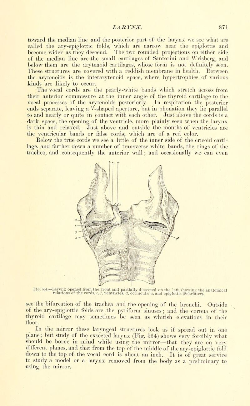 toward the median line and the posterior part of the larynx we see what are called the ary-epiglottic folds, which are narrow near the epiglottis and become wider as they descend. The two rounded projections on either side of the median line are the small cartilages of Santorini and Wrisberg, and below them ai'e the arytenoid cartilages, whose form is not definitely seen. These structures are covered with a reddish membrane in health. Between the arytenoids is the interarytenoid space, where hypertrophies of various kinds are likely to occur. The vocal cords are the pearly-white bands which stretch across from their anterior commissure at the inner angle of the thyroid cartilage to the vocal processes of the arytenoids posteriorly. In respiration the posterior ends separate, leaving a V-shaped aperture, but in phonation they lie parallel to and nearly or quite in contact with each other. Just above the cords is a dark space, the opening of the ventricle, more plainly seen when the larynx is thin and relaxed. Just above and outside the mouths of ventricles are the ventricular bands or false cords, which are of a red color. Below the true cords we see a little of the inner side of the cricoid carti- lage, and farther down a number of transverse white bands, the rings of the trachea, and consequently the anterior wall; and occasionally we can even Fig. 564.—Larynx opened from the front and partially dissected on the left showing the anatomical relations of the cords, e.f, ventricles, d, corniculee a, and epiglottis (SchxOtter). see the bifurcation of the trachea and the opening of the bronchi. Outside of the ary-epiglottic folds are the pyriform sinuses; and the cornua of the thyroid cartilage may sometimes be seen as whitish elevations in their floor. In the mirror these laryngeal structures look as if spread out in one plane; but study of the exsected larynx (Fig. 564) shows very forcibly what should be borne in mind while using the mirror—that they are oil very different planes, and that from the top of the middle of the ary-epiglottic fold down to the top of the vocal cord is about an inch. It is of great service to study a model or a larynx removed from the body as a preliminary to using the mirror.