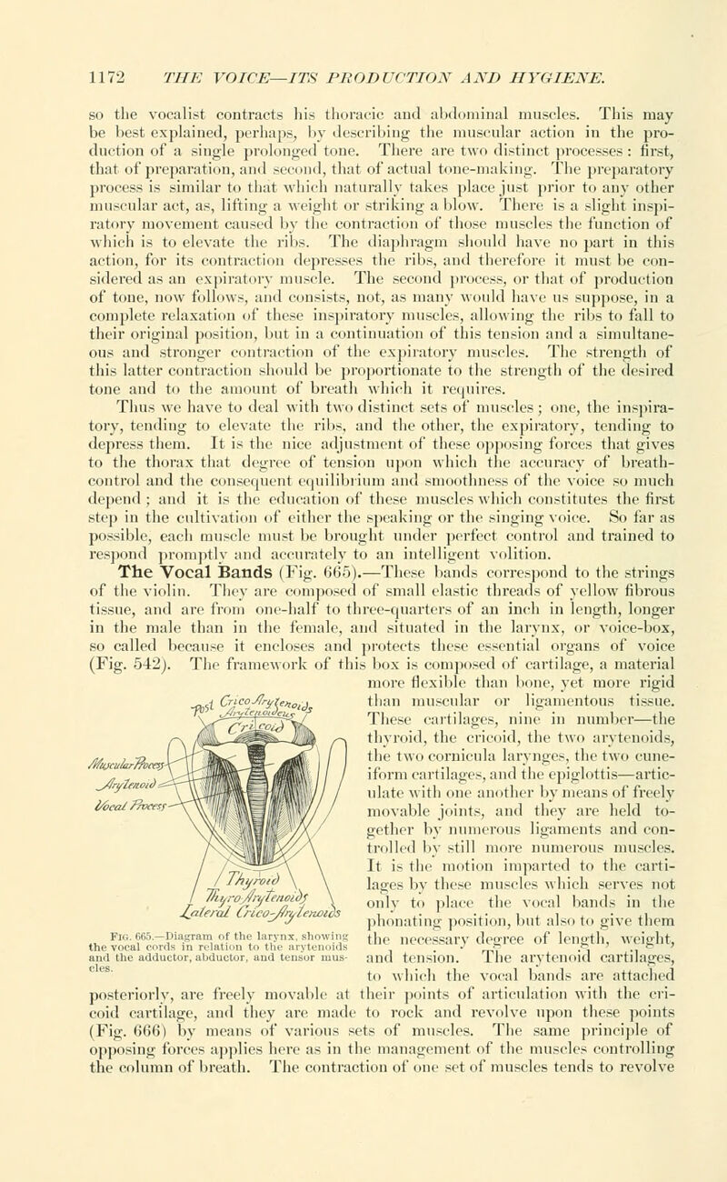 so the vocalist contracts his thoracic and abdominal muscles. This may be best explained, perhaps, by describing the muscular action in the pro- duction of a single prolonged tone. There arc two distinct processes : first, that of preparation, and second, that of actual tone-making. The preparatory process is similar to that which naturally takes place just prior to any other muscular act, as, lifting a weight or striking a blow. There is a slight inspi- ratory movement caused by the contraction of those muscles the function of which is to elevate the ribs. The diaphragm should have no part in this action, for its contraction depresses the ribs, and therefore it must be con- sidered as an expiratory muscle. The second process, or that of production of tone, now follows, and consists, not, as many would have us suppose, in a complete relaxation of these inspiratory muscles, allowing the ribs to fall to their original position, but in a continuation of this tension and a simultane- ous and stronger contraction of the expiratory muscles. The strength of this latter contraction should be proportionate to the strength of the desired tone and to the amount of breath which it requires. Thus we have to deal with two distinct sets of muscles; one, the inspira- tory, tending to elevate the ribs, and the other, the expiratory, tending to depress them. It is the nice adjustment of these opposing forces that gives to the thorax that degree of tension upon which the accuracy of breath- control and the consequent equilibrium and smoothness of the voice so much depend ; and it is the education of these muscles which constitutes the first step in the cultivation of either the speaking or the singing voice. So far as possible, each muscle must be brought under perfect control and trained to respond promptly and accurately to an intelligent volition. The Vocal Bands (Fig. 665).—These bands correspond to the strings of the violin. They are composed of small elastic threads of yellow fibrous tissue, and are from one-half to three-quarters of an inch in length, longer in the male than in the female, and situated in the larynx, or voice-box, so called because it encloses and protects these essential organs of voice (Fig. 542). The framework of this box is composed of cartilage, a material more flexible than bone, yet more rigid than muscular or ligamentous tissue. These cartilages, nine in number—the thyroid, the cricoid, the two arytenoids, the two cornicula larynges, the two cune- iform cartilages, and the epiglottis—artic- ulate with one another by means of freely movable joints, and they are held to- gether by numerous ligaments and con- trolled by still more numerous muscles. It is the motion imparted to the carti- lages by these muscles which serves not only to place the vocal bands in the phonating position, but also to give them the necessary degree of length, weight, and tension. The arytenoid cartilages, to which the vocal bands are attached posteriorly, are freely movable at their points of articulation with the cri- coid cartilage, and they arc made to rock and revolve upon these points (Fig. 666) by means of various sets of muscles. The same principle of opposing forces applies here as in the management of the muscles controlling the column of breath. The contraction of one set of muscles tends to revolve **< cz°t*te°<* Tii/rojfrytet, Jiateral Crico-/7rylenoic)s Fig. 665— Diagram of the larynx, showing the vocal cords in relation to the arytenoids and the adductor, abductor, and tensor mus- cles.