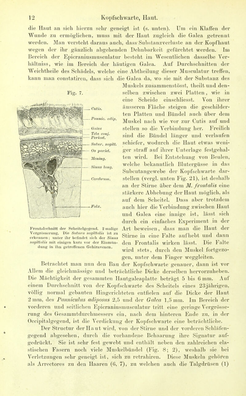 Fig. 7. die Haut an sich hierzu sehr geneigt ist (s. unten). Uni ein Klaffen der Wunde zu ermöglichen, muss mit der Haut zugleich die Galea getrennt werden. Man versteht daraus auch, dass Substanzverluste an der Kopfhaut wegen der ihr gänzlich abgehenden Dehnbarkeit gefürchtet werden. Im Bereich der Epicraniusmusculatur besteht im Wesentlichen dasselbe Ver- hältniss, wie im Bereich der häutigen Galea. Auf Durchschnitten der Weichtheile des Schädels, welche eine Abtheilung dieser Musculatur treffen, kann man constatiren, dass sich die Galea da, wo sie mit der Substanz des Muskels zusammenstösst, theilt und den- selben zwischen zwei Platten, wie in eine Scheide einschliesst. Von ihrer äusseren Fläche steigen die geschilder- ten Platten und Bündel auch über dem Muskel nach wie vor zur Cutis auf und stellen so die Verbindung her. Freilich sind die Bündel länger und verlaufen schiefer, wodurch die Haut etwas weni- ger straff auf ihrer Unterlage festgehal- ten wird. Bei Entstehung von Beulen, welche bekanntlich Blutergüsse in das Subcutangewebe der Kopfschwarte dar- stellen (vergl. unten Fig. 21), ist deshalb an der Stirne über dem M. frontalis eine stärkere Abhebung der Haut möglich, als auf dem Scheitel. Dass aber trotzdem auch hier die Verbindung zwischen Haut und Galea eine innige ist, lässt sich durch ein einfaches Experiment in der Frontalschnitt der Scheitelgegend. 2maiige Art beweisen, dass man die Haut der Stirne in eine Falte aufhebt und dann den Frontalis wirken lässt. Die Falte wird stets, durch den Muskel fortgezo- gen, unter dem Finger weggleiten. Betrachtet man nun den Bau der Kopfschwarte genauer, dann ist vor Allem die gleichmässige und beträchtliche Dicke derselben hervorzuheben. Die Mächtigkeit der gesammten Hautgaleaplatte beträgt 5 bis 6 mm. Auf einem Durchschnitt von der Kopfschwarte des Scheitels eines 23jährigen, völlig normal gebauten Hingerichteten entfielen auf die Dicke der Haut 2 mm, des Panniculus adiposus 2,5 und der Galea 1,5 mm. Im Bereich der vorderen und seitlichen Epicraniusmusculatur tritt eine geringe Vergrösse- rung des Gesammtdurchmessers ein, nach dem hinteren Ende zu, in der Occipitalgegend, ist die Verdickung der Kopfschwarte eine beträchtliche. Der Structur der Haut wird, von der Stirne und der vorderen Schläfen- gegend abgesehen, durch die vorhandene Behaarung ihre Signatur auf- gedrückt. Sie ist sehr fest gewebt und enthält neben den zahlreichen ela- stischen Fasern noch viele Muskelbündel (Fig. 8; 2), weshalb sie bei Verletzungen sehr geneigt ist, sich zu retrahiren. Diese Muskeln gehören als Arrectores zu den Haaren (6, 7), zu welchen auch die Talgdrüsen (1) Cutis. Pannic. adip. Galea Tela conj. Periost. Sutur. sagitt. Os pariet. Mening. Sinus long. Cerehmm. Falx. Vergrösserung. Die Sutura sagiltalis ist zu erkennen; Vinter ihr befindet sich der Sinus sagittalis mit einigen kurz vor der Einmün- dung in ihn getroffenen Gehirnvenen.