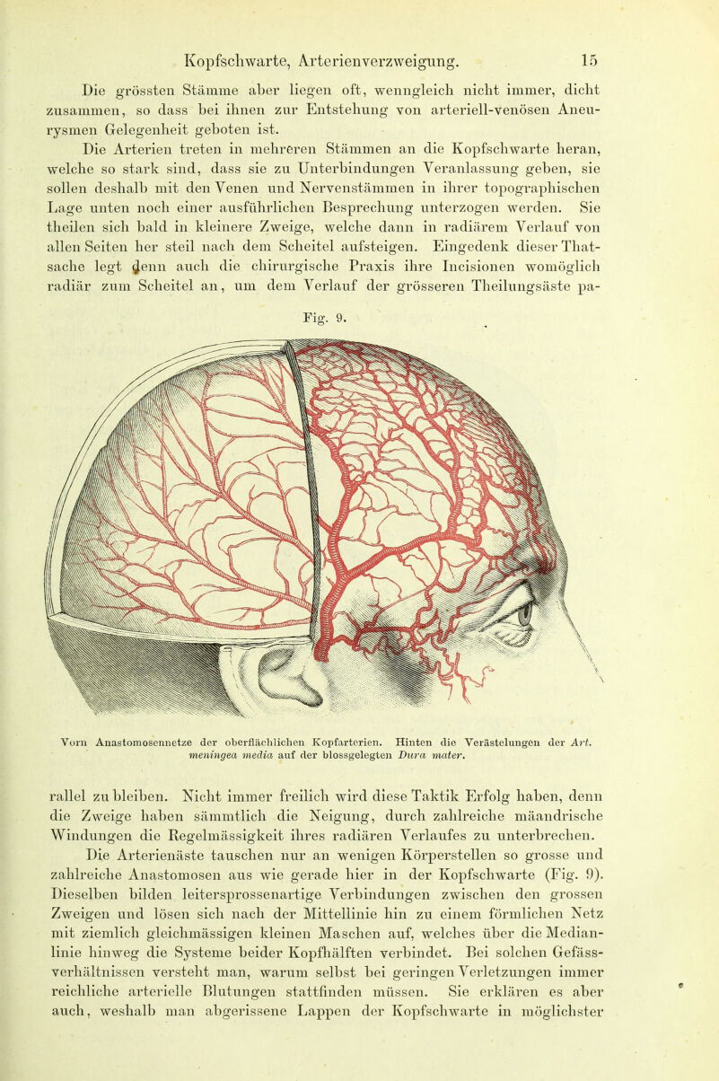 Die grössten Stämme aber liegen oft, wenngleich nicht immer, dicht zusammen, so dass bei ihnen zur Entstehung von arteriell-venösen Aneu- rysmen Gelegenheit geboten ist. Die Arterien treten in mehreren Stämmen an die Kopfschwarte heran, welche so stark sind, dass sie zu Unterbindungen Veranlassung geben, sie sollen deshalb mit den Venen und Nervenstämmen in ihrer topographischen Lage unten noch einer ausführlichen Besprechung unterzogen werden. Sie theilen sich bald in kleinere Zweige, welche dann in radiärem Verlauf von allen Seiten her steil nach dem Scheitel aufsteigen. Eingedenk dieser That- sache legt $enn auch die chirurgische Praxis ihre Incisionen womöglich radiär zum Scheitel an, um dem Verlauf der grösseren Theilungsäste pa- Fig. 9. Vorn Anastomosennetze der oberflächlichen Kopfarterien. Hinten die Verästelungen der Art. meningea media auf der blossgelegten Dura mater. rallel zu bleiben. Nicht immer freilich wird diese Taktik Erfolg haben, denn die Zweige haben sämmtlich die Neigung, durch zahlreiche mäandrische Windungen die Kegelnlässigkeit ihres radiären Verlaufes zu unterbrechen. Die Arterienäste tauschen nur an wenigen Körperstellen so grosse und zahlreiche Anastomosen aus wie gerade hier in der Kopfschwarte (Fig. 9). Dieselben bilden leitersprossenartige Verbindungen zwischen den grossen Zweigen und lösen sich nach der Mittellinie hin zu einem förmlichen Netz mit ziemlich gleichmässigen kleinen Maschen auf, welches über die Median- linie hinweg die Systeme beider Kopfhälften verbindet. Bei solchen Gefäss- verhältnissen versteht man, warum selbst bei geringen Verletzungen immer reichliche arterielle Blutungen stattfinden müssen. Sie erklären es aber auch, weshalb man abgerissene Lappen der Kopfschwarte in möglichster