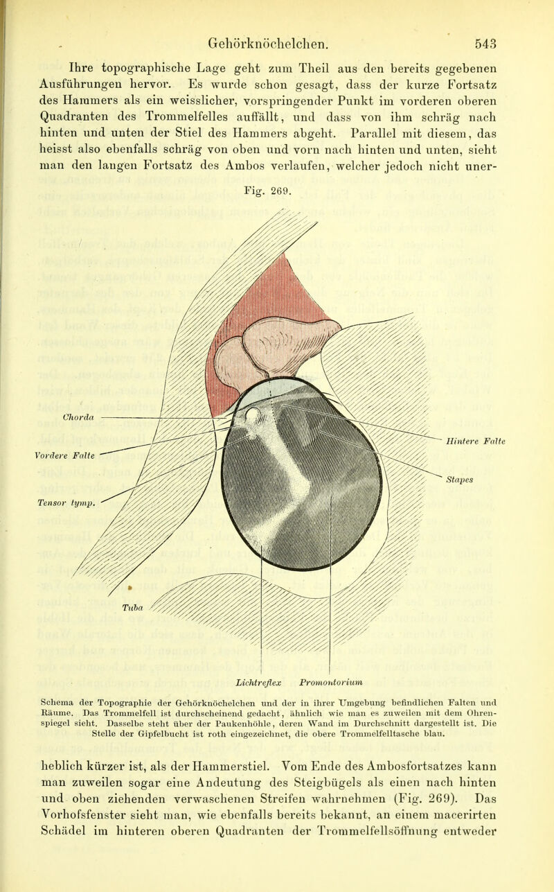 Ihre topographische Lage geht zum Theil aus den bereits gegebenen Ausführungen hervor. Es wurde schon gesagt, dass der kurze Fortsatz des Hammers als ein weisslicher, vorspringender Punkt im vorderen oberen Quadranten des Trommelfelles auffällt, und dass von ihm schräg nach hinten und unten der Stiel des Hammers abgeht. Parallel mit diesem, das heisst also ebenfalls schräg von oben und vorn nach hinten und unten, sieht man den laugen Fortsatz des Ambos verlaufen, welcher jedoch nicht uner- Fig. 269. Vordere Falte Tensor tymp. Hintere Falte Stapes Lichtreflex Promontorium Schema der Topographie der Gehörknöchelchen und der in ihrer Umgebung befindlichen Falten und Räume. Das Trommelfell ist durchscheinend gedacht, ähnlich wie man es zuweilen mit dem Ohren- spiegel sieht. Dasselbe steht über der Paukenhöhle, deren Wand im Durchschnitt dargestellt ist. Die Stelle der Gipfelbucht ist roth eingezeichnet, die obere Trommelfelltasche blau. heblich kürzer ist, als der Hammerstiel. Vom Ende des Ambosfortsatzes kann man zuweilen sogar eine Andeutung des Steigbügels als einen nach hinten und oben ziehenden verwaschenen Streifen wahrnehmen (Fig. 269). Das Vorhofsfenster sieht man, wie ebenfalls bereits bekannt, an einem macerirten Schädel im hinteren oberen Quadranten der Trommelfellsöffnung entweder