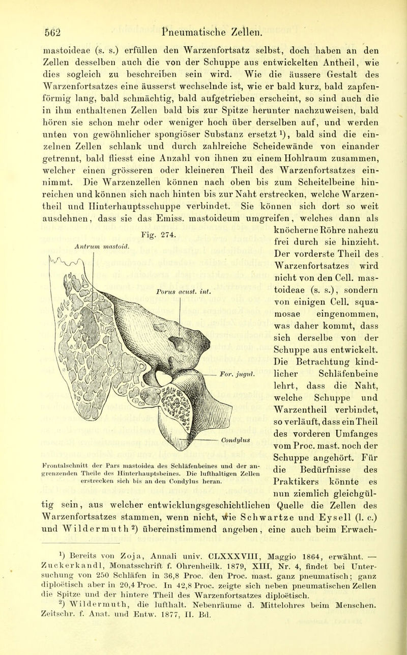 mastoideae (s. s.) erfüllen den Warzenfortsatz selbst, doch haben an den Zellen desselben auch die von der Schuppe aus entwickelten Antheil, wie dies sogleich zu beschreiben sein wird. Wie die äussere Gestalt des Warzenfortsatzes eine äusserst wechselnde ist, wie er bald kurz, bald zapfen- förmig lang, bald schmächtig, bald aufgetrieben erscheint, so sind auch die in ihm enthaltenen Zellen bald bis zur Spitze herunter nachzuweisen, bald hören sie schon mehr oder weniger hoch über derselben auf, und werden unten von gewöhnlicher spongiöser Substanz ersetzt*), bald sind die ein- zelnen Zellen schlank und durch zahlreiche Scheidewände von einander getrennt, bald fliesst eine Anzahl von ihnen zu einem Hohlraum zusammen, welcher einen grösseren oder kleineren Theil des Warzenfortsatzes ein- nimmt. Die Warzenzellen können nach oben bis zum Scheitelbeine hin- reichen und können sich nach hinten bis zur Naht erstrecken, welche Warzen- theil und Hinterhauptsschuppe verbindet. Sie können sich dort so weit ausdehnen, dass sie das Emiss. mastoideum umgreifen, welches dann als knöcherne Röhre nahezu Fig. 274. Antrum mastoicl. Porus acust. int. For. jugul. Condylus Frontalschnitt der Pars mastoidea des Schläfenbeines und der an- grenzenden Theile des Hinterhauptsbeines. Die lufthaltigen Zellen erstrecken sich bis an den Condylus heran. frei durch sie hinzieht. Der vorderste Theil des Warzenfortsatzes wird nicht von den Cell, mas- toideae (s. s.), sondern von einigen Cell, squa- mosae eingenommen, was daher kommt, dass sich derselbe von der Schuppe aus entwickelt. Die Betrachtung kind- licher Schläfenbeine lehrt, dass die Naht, welche Schuppe und Warzentheil verbindet, so verläuft, dass ein Theil des vorderen Umfanges vom Proc. mast. noch der Schuppe angehört. Für die Bedürfnisse des Praktikers könnte es nun ziemlich gleichgül- tig sein, aus welcher entwicklungsgeschichtlichen Quelle die Zellen des Warzenfortsatzes stammen, wenn nicht, wie Schwartze und Eysell (1. c.) und Wildermuth2) übereinstimmend angeben, eine auch beim Erwach- 1) Bereits von Zoja, Amiali univ. CLXXXVIII, Maggio 1864, erwähnt. — Zuckerkandl, Monatsschrift f. Ohrenheilk. 1879, XIII, Nr. 4, findet bei Unter- suchung von 250 Schläfen in 36,8 Proc. den Proc. mast. ganz pneumatisch; ganz diploetisch aber in 20,4 Proc. In 42,8 Proc. zeigte sich neben pneumatischen Zellen die Spitze und der hintere Theil des Warzenfortsatzes diploetisch. 2) Wildermuth, die lufthalt. Nebenräume d. Mittelohres beim Menschen. Zeitschr. f. Anat. und Entw. 1877, II. Bd.