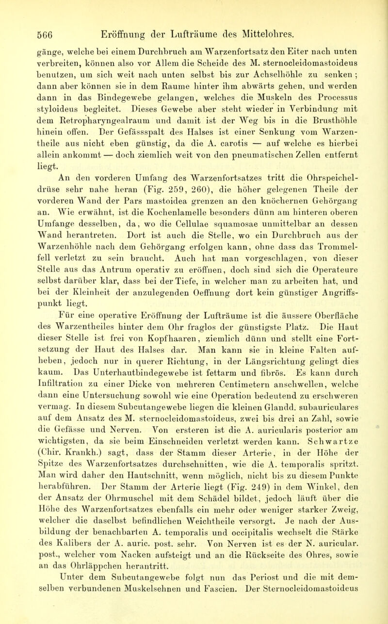 gänge, welche bei einem Durchbruch am Warzenfortsatz den Eiter nach unten verbreiten, können also vor Allem die Scheide des M. sternocleidomastoideus benutzen, um sich weit nach unten selbst bis zur Achselhöhle zu senken ; dann aber können sie in dem Räume hinter ihm abwärts gehen, und werden dann in das Bindegewebe gelangen, welches die Muskeln des Processus styloideus begleitet. Dieses Gewebe aber steht wieder in Verbindung mit dem Retropharyngealraum und damit ist der Weg bis in die Brusthöhle hinein offen. Der Gefässspalt des Halses ist einer Senkung vom Warzen- theile aus nicht eben günstig, da die A. carotis — auf welche es hierbei allein ankommt — doch ziemlich weit von den pneumatischen Zellen entfernt liegt. An den vorderen Umfang des Warzenfortsatzes tritt die Ohrspeichel- drüse sehr nahe heran (Fig. 259, 260), die höher gelegenen Theile der vorderen Wand der Pars mastoidea grenzen an den knöchernen Gebörgang an. Wie erwähnt, ist die Kochenlamelle besonders dünn am hinteren oberen Umfange desselben, da, wo die Cellulae squamosae unmittelbar an dessen Wand herantreten. Dort ist auch die Stelle, wo ein Durchbruch aus der Warzenhöhle nach dem Gehörgang erfolgen kann, ohne dass das Trommel- fell verletzt zu sein braucht. Auch hat man vorgeschlagen, von dieser Stelle aus das Antrum operativ zu eröffnen, doch sind sich die Operateure selbst darüber klar, dass bei der Tiefe, in welcher man zu arbeiten hat, und bei der Kleinheit der anzulegenden Oeffnung dort kein günstiger Angriffs- punkt liegt. Für eine operative Eröffnung der Lufträume ist die äussere Oberfläche des Warzentheiles hinter dem Ohr fraglos der günstigste Platz. Die Haut dieser Stelle ist frei von Kopfhaaren, ziemlich dünn und stellt eine Fort- setzung der Haut des Halses dar. Man kann sie in kleine Falten auf- heben, jedoch nur in querer Richtung, in der Längsrichtung gelingt dies kaum. Das Unterhautbindegewebe ist fettarm und fibrös. Es kann durch Infiltration zu einer Dicke von mehreren Centimetern anschwellen, welche dann eine Untersuchung sowohl wie eine Operation bedeutend zu erschweren vermag. In diesem Subcutangewebe liegen die kleinen Glandd. subauriculares auf dem Ansatz des M. sternocleidomastoideus, zwei bis drei an Zahl, sowie die Gefässe und Nerven. Von ersteren ist die A. auricularis posterior am wichtigsten, da sie beim Einschneiden verletzt werden kann. Schwartze (Chir. Krankh.) sagt, dass der Stamm dieser Arterie, in der Höhe der Spitze des Warzenfortsatzes durchschnitten, wie die A. temporalis spritzt. Man wird daher den Hautschnitt, wenn möglich, nicht bis zu diesem Punkte herabführen. Der Stamm der Arterie liegt (Fig. 249) in dem Winkel, den der Ansatz der Ohrmuschel mit dem Schädel bildet, jedoch läuft über die Höhe des Warzenfortsatzes ebenfalls ein mehr oder weniger starker Zweig, welcher die daselbst befindlichen Weichtheile versorgt. Je nach der Aus- bildung der benachbarten A. temporalis und occipitalis wechselt die Stärke des Kalibers der A. auric. post. sehr. Von Nerven ist es der N. auricular. post., welcher vom Nacken aufsteigt und an die Rückseite des Ohres, sowie an das Ohrläppchen herantritt. Unter dem Subcutangewebe folgt nun das Periost und die mit dem- selben verbundenen Muskelsehnen und Fascien. Der Sternocleidomastoideus