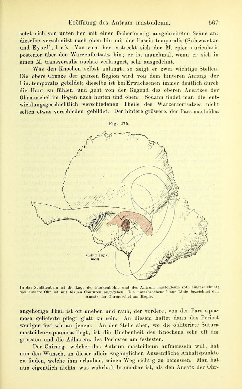 setzt sich von unten her mit einer fächerförmig ausgebreiteten Sehne an; dieselbe verschmilzt nach oben hin mit der Fascia ternporalis (Schwartze und Eysell, 1. c.). Von vorn her erstreckt sich der M. epicr. auricularis posterior über den Warzenfortsatz hin; er ist manchmal, wenn er sich in einen M. transversalis nuchae verlängert, sehr ausgedehnt. Was den Knochen selbst anlangt, so zeigt er zwei wichtige Stellen. Die obere Grenze der ganzen Region wird von dem hinteren Anfang der Lin. temporalis gebildet; dieselbe ist bei Erwachsenen immer deutlich durch die Haut zu fühlen und geht von der Gegend des oberen Ansatzes der Ohrmuschel im Bogen nach hinten und oben. Sodann findet man die ent- wicklungsgeschichtlich verschiedenen Theile des Warzenfortsatzes nicht selten etwas verschieden gebildet. Der hintere grössere, der Pars mastoidea Fig. 275. In das Schläfenbein ist die Lage der Paukenhöhle und des Antrum mastoideum roth eingezeichnet; das äussere Ohr ist mit blauen Conturen angegeben. Die unterbrochene blaue Linie bezeichnet den Ansatz der Ohrmuschel am Kopfe. angehörige Theil ist oft uneben und rauh, der vordere, von der Pars squa- mosa gelieferte pflegt glatt zu sein. An diesem haftet dann das Periost weniger fest wie an jenem. An der Stelle aber, wo die obliterirte Sutura mastoideo-squamosa liegt, ist die Unebenheit des Knochens sehr oft am grössten und die Adhärenz des Periostes am festesten. Der Chirurg, welcher das Antrum mastoideum aufmeisseln will, hat nun den Wunsch, an dieser allein zugänglichen Aussenfläche Anhaltspunkte zu finden, welche ihm erlauben, seinen Weg richtig zu bemessen. Man hat nun eigentlich nichts, was wahrhaft brauchbar ist, als den Ansatz der Ohr-
