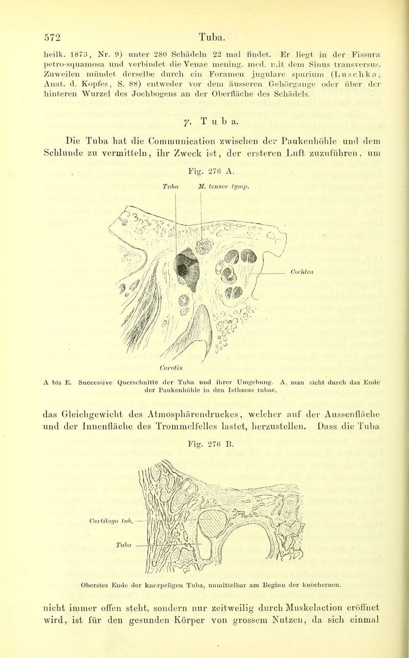 heilk. 1873 , Nr. 9) unter 280 Schädeln 22 mal findet. Er liegt in der Fissura petro-squamosa und verbindet die Venae mening. med. mit dem Sinus transversus. Zuweilen mündet derselbe durch ein Foramen jugulare spurium (Luschka, Anat. d. Kopfes, S. 88) entweder vor dem äusseren Gehörgange oder über der hinteren Wurzel des Jochbogens an der Oberfläche des Schädels. y. Tuba. Die Tuba hat die Communication zwischen der Paukenhöhle und dem Schlünde zu vermitteln, ihr Zweck ist, der ersteren Luft zuzuführen, um Fig. 276 A. Tuba M. tensor tyrtvp. I Cochlea Carotis A bis E. Successive Querschnitte der Tuba und ihrer Umgebung. A, man sieht durch das Ende der Paukenhöhle in den Isthmus tubae. das Gleichgewicht des Atmosphärendruckes, welcher auf der Aussenfliiche und der Innenfläche des Trommelfelles lastet, herzustellen. Dass die Tuba Fig. 276 B. Oberstes Ende der knorpeligen Tuba, unmittelbar am Beginn der knöchernen. nicht immer offen steht, sondern nur zeitweilig durch Muskelaction eröffnet wird, ist für den gesunden Körper von grossem Nutzen, da sich einmal