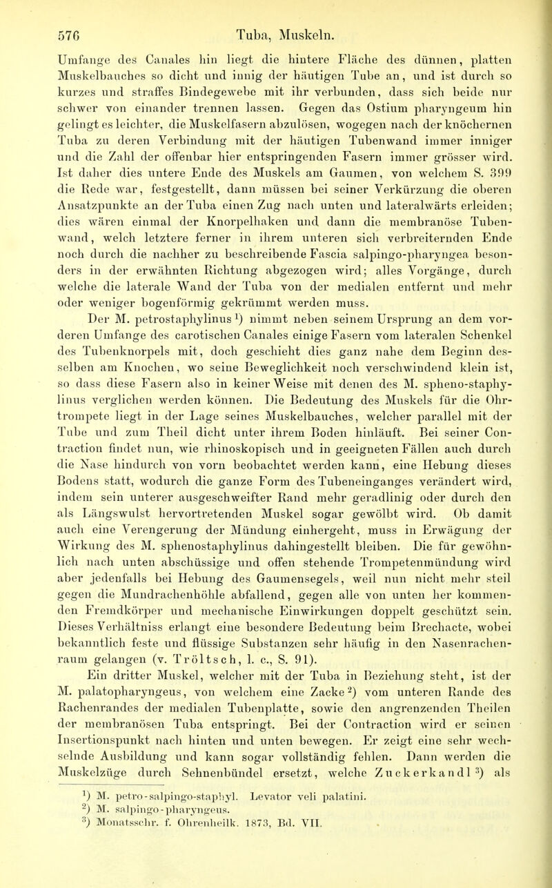 Umfange des Canales hin liegt die hintere Fläche des dünnen, platten Muskelbauches so dicht und innig der häutigen Tube an, und ist durch so kurzes und straffes Bindegewebe mit ihr verbunden, dass sich beide nur schwer von einander trennen lassen. Gegen das Ostium pharyngeum hin gelingt es leichter, die Muskelfasern abzulösen, wogegen nach der knöchernen Tuba zu deren Verbindung mit der häutigen Tuben wand immer inniger und die Zahl der offenbar hier entspringenden Fasern immer grösser wird. Ist daher dies untere Ende des Muskels am Gaumen, von welchem S. 399 die Rede war, festgestellt, dann müssen bei seiner Verkürzung die oberen Ansatzpunkte an der Tuba einen Zug nach unten und lateralwärts erleiden; dies wären einmal der Knorpelhaken und dann die membranöse Tuben- wand, welch letztere ferner in ihrem unteren sich verbreiternden Ende noch durch die nachher zu beschreibende Fascia salpingo-pharyngea beson- ders in der erwähnten Richtung abgezogen wird; alles Vorgänge, durch welche die laterale Wand der Tuba von der medialen entfernt und mehr oder weniger bogenförmig gekrümmt werden muss. Der M. petrostaphylinus Y) nimmt neben seinem Ursprung an dem vor- deren Umfange des carotischen Canales einige Fasern vom lateralen Schenkel des Tubenknorpels mit, doch geschieht dies ganz nahe dem Beginn des- selben am Knochen, wo seine Beweglichkeit noch verschwindend klein ist, so dass diese Fasern also in keiner Weise mit denen des M. spheno-staphy- linus verglichen werden können. Die Bedeutung des Muskels für die Ohr- trompete liegt in der Lage seines Muskelbauches, welcher parallel mit der Tube und zum Theil dicht unter ihrem Boden hinläuft. Bei seiner Con- traction findet nun, wie rhinoskopisch und in geeigneten Fällen auch durch die Nase hindurch von vorn beobachtet werden kann, eine Hebung dieses Bodens statt, wodurch die ganze Form des Tubeneinganges verändert wird, indem sein unterer ausgeschweifter Rand mehr geradlinig oder durch den als Längswulst hervortretenden Muskel sogar gewölbt wird. Ob damit auch eine Verengerung der Mündung einhergeht, muss in Erwägung der Wirkung des M. sphenostaphylinus dahingestellt bleiben. Die für gewöhn- lich nach unten abschüssige und offen stehende Trompetenmündung wird aber jedenfalls bei Hebung des Gaumensegels, weil nun nicht mehr steil gegen die Mundrachenhöhle abfallend, gegen alle von unten her kommen- den Fremdkörper und mechanische Einwirkungen doppelt geschützt sein. Dieses Verhältniss erlangt eine besondere Bedeutung beim Brechacte, wobei bekanntlich feste und flüssige Substanzen sehr häufig in den Nasenrachen- raum gelangen (v. Tröltsch, 1. c, S. 91). Ein dritter Muskel, welcher mit der Tuba in Beziehung steht, ist der M. palatopharyngeus, von welchem eine Zacke2) vom unteren Rande des Rachenrandes der medialen Tubenplatte, sowie den angrenzenden Theilen der merabranösen Tuba entspringt. Bei der Contraction wird er seinen Insertionspunkt nach hinten und unten bewegen. Er zeigt eine sehr wech- selnde Ausbildung und kann sogar vollständig fehlen. Dann werden die Muskelzüge durch Sehnenbündel ersetzt, welche Zuckerkandl3) als J) M. petro-salpingo-staphyl. Levator veli palatini. 2) M. salpingo-pharyngeus. 3) Monatsschr. f. Ohrenheilk. 1873, Bd. VII.