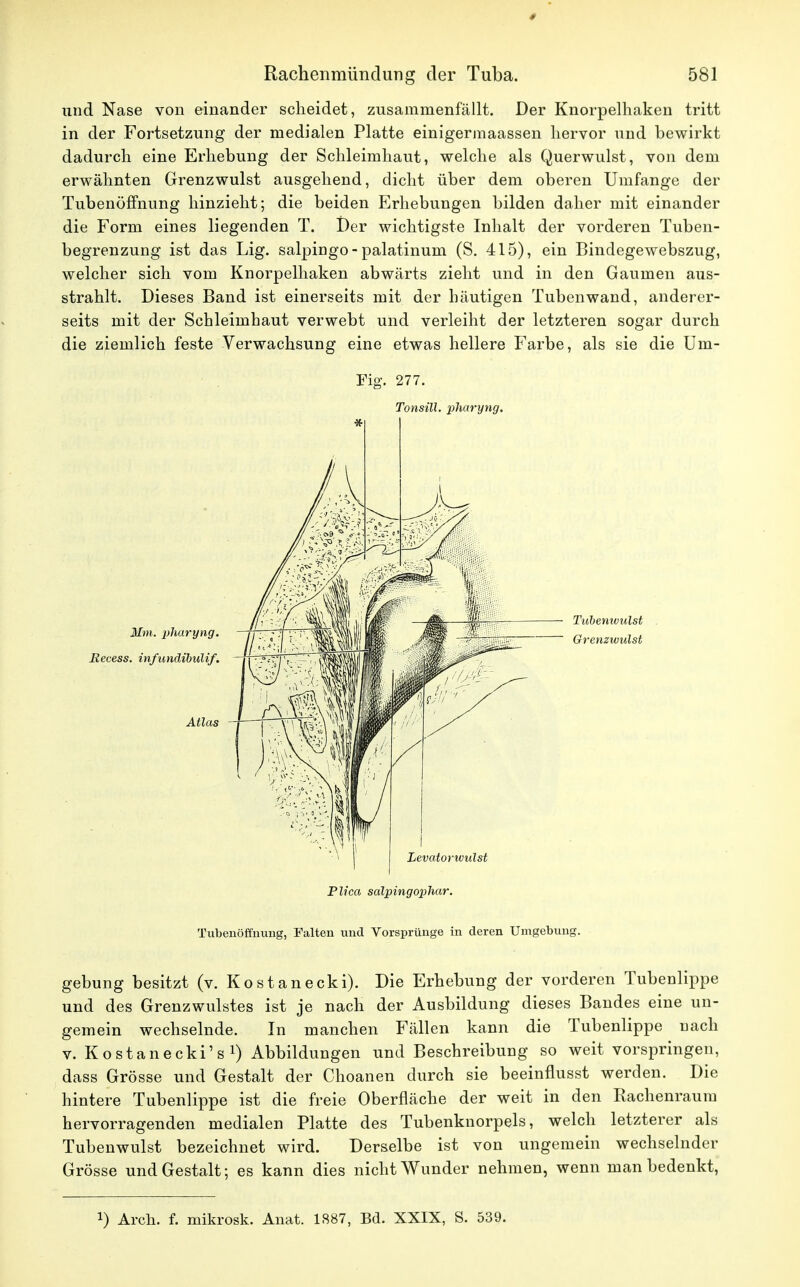 und Nase von einander scheidet, zusammenfällt. Der Knorpelhaken tritt in der Fortsetzung der medialen Platte einigermaassen hervor und bewirkt dadurch eine Erhebung der Schleimhaut, welche als Querwulst, von dem erwähnten Grenzwulst ausgehend, dicht über dem oberen Umfange der Tubenöffnung hinzieht; die beiden Erhebungen bilden daher mit einander die Form eines liegenden T. Der wichtigste Inhalt der vorderen Tuben- begrenzung ist das Lig. salpingo - palatinum (S. 415), ein Bindegewebszug, welcher sich vom Knorpelhaken abwärts zieht und in den Gaumen aus- strahlt. Dieses Band ist einerseits mit der häutigen Tuben wand, anderer- seits mit der Schleimhaut verwebt und verleiht der letzteren sogar durch die ziemlich feste Verwachsung eine etwas hellere Farbe, als sie die Um- Fig. 277. Tonsill. pharyng, * Mm. pharyng. Becess. infundibulif. Atlas - Tubenivulst Grenzwulst Plica salpingophar. Tubenöffnung, Falten und Vorsprünge in deren Umgebung. gebung besitzt (v. Kostanecki). Die Erhebung der vorderen Tubenlippe und des Grenzwulstes ist je nach der Ausbildung dieses Bandes eine un- gemein wechselnde. In manchen Fällen kann die Tubenlippe nach v. Kostanecki's1) Abbildungen und Beschreibung so weit vorspringen, dass Grösse und Gestalt der Choanen durch sie beeinflusst werden. Die hintere Tubenlippe ist die freie Oberfläche der weit in den Rachenraum hervorragenden medialen Platte des Tubenknorpels, welch letzterer als Tubenwulst bezeichnet wird. Derselbe ist von ungemein wechselnder Grösse und Gestalt; es kann dies nicht Wunder nehmen, wenn man bedenkt, !) Aren. f. mikrosk. Anat. 1887, Bd. XXIX, S. 539.