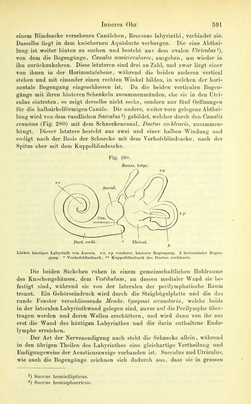 einem Blindsacke versehenes Canälchen, Recessus labyrinthi, verbindet sie. Dasselbe liegt in dem knöchernen Aquäducte verborgen. Die eine Abtliei- lung ist weiter hinten zu suchen und besteht aus dem ovalen Utriculus1), von dem die Bogengänge, Canäles semicirculares, ausgehen, um wieder in ihn zurückzukehren. Diese letzteren sind drei an Zahl, und zwar liegt einer von ihnen in der Horizontalebene, während die beiden anderen vertical stehen und mit einander einen rechten Winkel bilden, in welchen der hori- zontale Bogengang eingeschlossen ist. Da die beiden verticalen Bogen- gänge mit ihren hinteren Schenkeln zusammenmünden, ehe sie in den Utri- culus eintreten, so zeigt derselbe nicht sechs, sondern nur fünf Oeffnungen für die halbzirkelförmigen Canäle. Die andere, weiter vorn gelegene Abthei- lung wird von dem rundlichen Sacculus 2) gebildet, welcher durch den Canalis reuniens (Fig. 280) mit dem Schneckencanal, Ductus cocJilearis, zusammen- hängt. Dieser letztere besteht aus zwei und einer halben Windung und endigt nach der Basis der Schnecke mit dem Vorhof'sblindsacke, nach der Spitze aber mit dem Kuppelblindsacke. Fig. 280. Eecess. labyr. Linkes häutiges Labyrinth von Aussen, va, vp vorderer, hinterer Bogengang. 7t horizontaler Bogen- gang. * Vorhofsblindsack, ** Kuppelblinclsack des Ductus cochlearis. Die beiden Säckchen ruhen in einem gemeinschaftlichen Hohlräume des Knochengehäuses, dem Vestibulum, an dessen medialer Wand sie be- festigt sind, während sie von der lateralen der perilymphatische Raum trennt. Ein Gehörseindruck wird durch die Steigbügelplatte und die das runde Fenster verschliessende Membr. tympani secundaria, welche beide in der lateralen Labyrinthwand gelegen sind, zuvor auf die Perilympha über- tragen werden und deren Wellen erschüttern, und wird dann von ihr aus erst die Wand des häutigen Labyrinthes und die darin enthaltene Endo- lymphe erreichen. Der Art der Nervenendigung nach steht die Schnecke allein, während in den übrigen Theilen des Labyrinthes eine gleichartige Vertheilung und Endigungsweise der Acusticuszweige vorhanden ist. Sacculus und Utriculus, wie auch die Bogengänge zeichnen sich dadurch aus, dass sie in grossen J) Saccus hemiellipticus. 2) Saccus hemisphaericus.