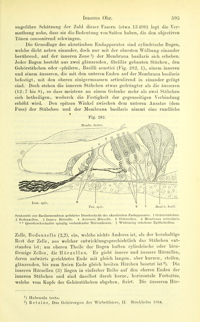 ungefähre Schätzimg der Zahl dieser Fasern (etwa 13 400) legt die Ver- muthung nahe, dass sie die Bedeutung von Saiten haben, die den objectiven Tönen consonirend schwingen. Die Grundlage des akustischen Endapparates sind cylindrische Bogen, welche dicht neben einander, doch nur mit der obersten Wölbung einander berührend, auf der inneren Zone1) der Membrana basilaris sich erheben. Jeder Bogen besteht aus zwei glänzenden, fibrillär gebauten Stücken, den Gehörstäbchen oder -pfeilern, Bacilli acustici (Fig. 282, 1), einem inneren und einem äusseren, die mit den unteren Enden auf der Membrana basilaris befestigt, mit den oberen einigermaassen articulirend in einander gefügt sind. Doch stehen die inneren Stäbchen etwas gedrängter als die äusseren (12:7 bis 8), so dass meistens an einem Gelenke mehr als zwei Stäbchen sich betheiligen, wodurch die Festigkeit der gegenseitigen Verbindung erhöht wird. Den spitzen Winkel zwischen dem unteren Ansätze (dem Fuss) der Stäbchen und der Membrana basilaris nimmt eine rundliche Fig. 282. Senkrecht zur ßasilarmembran geführter Durchschnitt des akustischen Endapparates. 1 Gehörstäbchen. 2 Bodenzellcn. 3 Innere Hörzelle. 4 Aeussere Hörzelle. 5 Stützzellen. 6 Membrana reticularis. * * Querdurchschnitte spiralig verlaufender Nervenfasern, f Wulstartig erhobene Epithelzellen. Zelle, Bodenzelle (2,2), ein, welche nichts Anderes ist, als der kernhaltige Rest der Zelle, aus welcher entwicklungsgeschichtlich das Stäbchen ent- standen ist; am oberen Theile der Bogen haften cylindrische oder birn- förmige Zellen, die Ilörzellen. Es giebt innere und äussere Hörzellen, deren aufwärts gerichtetes Ende mit gleich langen, aber kurzen, steifen, glänzenden, bis zum freien Ende gleich breiten Härchen besetzt ist2). Die inneren Hörzellen (3) liegen in einfacher Reihe auf den oberen Enden der inneren Stäbchen und sind daselbst durch kurze, horizontale Fortsätze, welche vom Kopfe der Gehörstäbchen abgehen, fixirt. Die äusseren Hör- ^ Habenula tecta. 2) Eetzius, Das Gehörorgan der Wirbelthiere, II. Stockholm 1884.