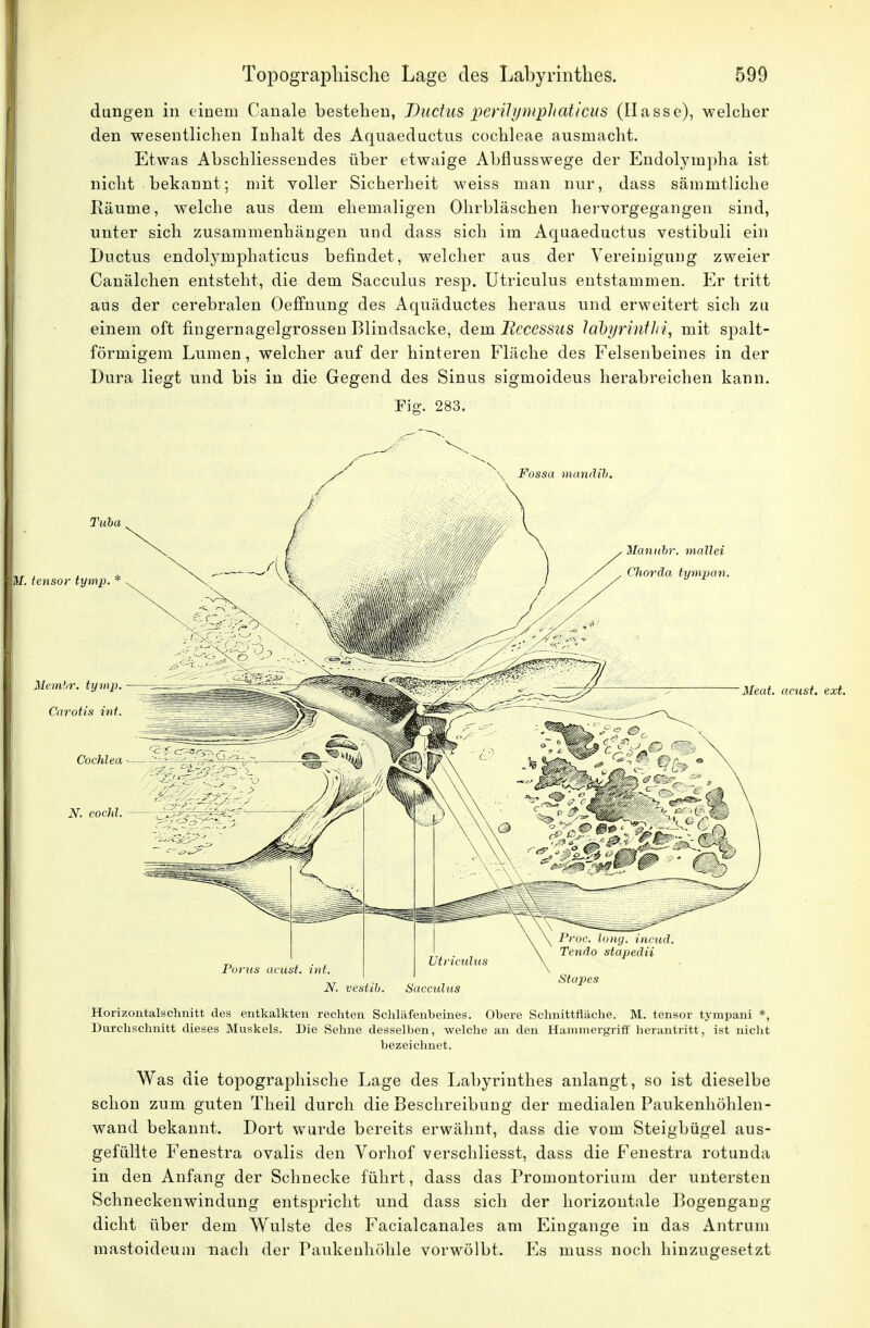 düngen in einem Canale bestehen, Ductus peritymph oticus (Ilasse), welcher den wesentlichen Inhalt des Aquaeductus Cochleae ausmacht. Etwas Abschliessendes über etwaige Abflusswege der Endolympha ist nicht bekannt; mit voller Sicherheit weiss man nur, dass sämmtliche Räume, welche aus dem ehemaligen Ohrbläschen hervorgegangen sind, unter sich zusammenhängen und dass sich im Aquaeductus vestibuli ein Ductus endolymphaticus befindet, welcher aus der Vereinigung zweier Canälchen entsteht, die dem Sacculus resp. Utriculus entstammen. Er tritt aus der cerebralen Oeffnung des Aquäductes heraus und erweitert sich zu einem oft fingernagelgrossen Blindsacke, dem Becessus labyrintlii, mit spalt- förmigem Lumen, welcher auf der hinteren Fläche des Felsenbeines in der Dura liegt und bis in die Gegend des Sinus sigmoideus herabreichen kann. Fig. 283. N. vestib. Sacculus Horizontalschnitt des entkalkten rechten Schläfenbeines. Obere Schnittfläche. M. tensor tympani *, Durchschnitt dieses Muskels. Die Sehne desselben, welche an den Hammergriff herantritt, ist nicht bezeichnet. Was die topographische Lage des Labyrinthes anlangt, so ist dieselbe schon zum guten Theil durch die Beschreibung der medialen Paukenhöhlen- wand bekannt. Dort wurde bereits erwähnt, dass die vom Steigbügel aus- gefüllte Fenestra ovalis den Vorhof verschliesst, dass die Fenestra rotunda in den Anfang der Schnecke führt, dass das Promontorium der untersten Schneckenwindung entspricht und dass sich der horizontale Bogengang dicht über dem Wulste des Facialcanales am Eingange in das Antrum mastoideum nach der Paukenhöhle vorwölbt. Es muss noch hinzugesetzt