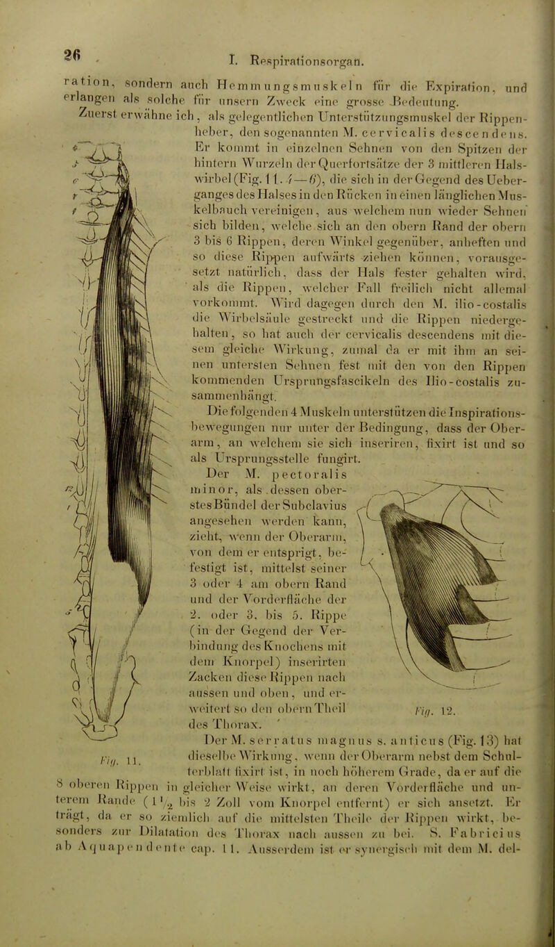 4 p % VI ü * * I. Rpspirationsorgan. ration, sondern auch Hemm ungsmuskel n für die Expiration, und erlangen als solche für unsern Zweck eine grosse -Bedeutung. Zuerst erwähne ich. als gelegentlichen [Interstützungsmuskel der Rippen- heber, den sogenannten M. cervicalis descendens. Fr kommt in einzelnen Sehnen von den Spitzen der hintern Wurzeln der Querfortsätze der 3 mittleren Hals- wirbel (Fig. 11. / — 6'), die sich in der Gegend des Ueber- gangesdes Halses in denRücken in (inen länglichen Mus- kelbauch vereinigen, aus w elchem nun wieder Sehnen sich bilden, welche sich an den obern Hand der obern 3 bis 6 Rippen, deren Winkel gegenüber, anheften und so diese Rippen aufwärts ziehen können, vorausge- setzt natürlich, dass der Hals fester gehalten wird, als die Rippen, welcher Fall freilich nicht allemal vorkommt. Wird dagegen durch den M. ilio-cöstäüs die Wirbelsäule gestreckt und die Hippen niederge- halten, so hat auch der cervicalis descendens mit die- sem gleiche Wirkung, zumal da er mit ihm an sei- nen untersten Seimen fest mit den von den Rippen kommenden Ursprungsfascikeln des Ilio-costalis zu- sammenhängt Diefölgenderi 4 Muskeln unterstützen die Inspiration-- bewegungen nur unter der Bedingung, dass der Ober- arm , an welchem sie sich inseriren, (ixirt ist und so als Ursprungsstelle fungirt. Her M. pectoralis minor, als.dessen ober- stes Bündel der Subclavius angesehen werden kann, zieht, wenn der Oberarm, von dem er entsprigt. be- festigt, ist . mittelst seiner 3 oder t am obern Hand und der Vorderfläche der 2. oder o. bis b. Hippe (in der Gegend der Ver- $ bindung des Knochens mit dem Knorpel) inserirten Zacken diese Hippen nach aussen und oben . und er- weitert so den obe'rnTheil des Thorax:. Der M. ser r atuS magn us s. anticus (Fig. 13) hat dieselbe Wirkung, wenn der Ob3erai*rn nebst dem Schnl- terbläd lixiri ist. in noch höherem Grade, da er auf die 8 ol»eren Rippen in gleicher Weise wirkt, an deren Vorderfläche und un- ,, r,'m Rande ( 1 1., bis 2 Zoll vom Knorpel entfernt) er sich ansetzt. Er trägt, da er so ziemlich auf die mittelsten Theile der Hippen wirkt, be- sonders zur Dilatation des Thorax nach aussen zu bei. S. Fabrici us ab Aquap en deute cap. 11. Ausserdem ist er synergisch mit dem M. del- 4 / %. 12.