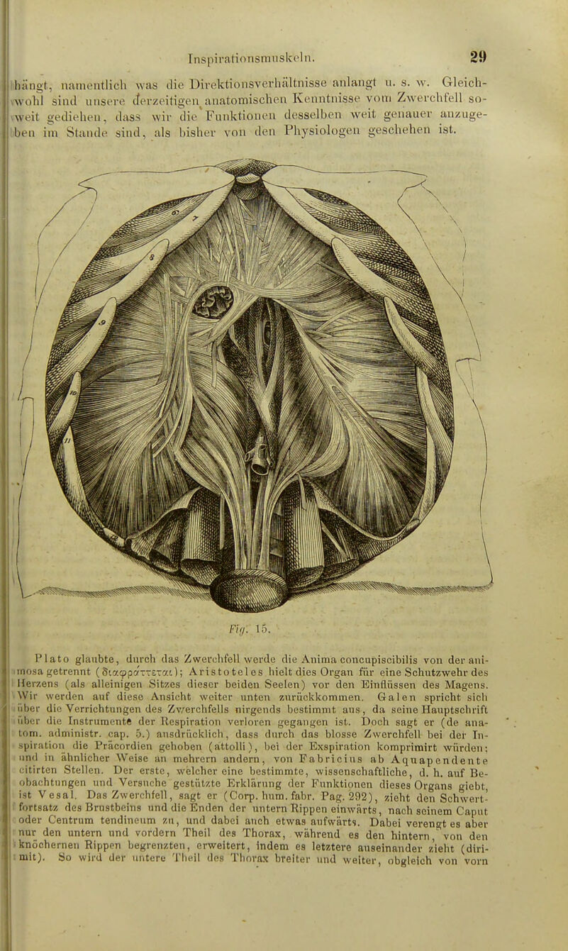 hängt, namentlich was die Direktionsverhältnisse anlangt u. s. w. Gleich- wohl sind unsere derzeitigen anatomischen Kenntnisse vom Zwerchfell so- weit gediehen, dass wir die'Funktionen desselben weit genauer anzuge- ben im Stande sind, als bisher von den Physiologen geschehen ist. Fig\ 15. Plato glaubte, durch das Zwerchfell werde die Anima concupiscibilis von der ani- unosa getrennt (SVaappaTTerat); Aristoteles hielt dies Organ für eine Schutzwehr des Heizens (als alleinigen Sitzes dieser beiden Seelen) vor den Einflüssen des Magens. Wir werden auf diese Ansicht weiter unten zurückkommen. Galen spricht sich über die Verrichtungen des Zwerchfells nirgends bestimmt, aus, da seine Hauptschrift ■ über die Instrumente der Respiration verloren gegangen ist. Doch sagt er (de ana- tom. administr. cap. 5.) ausdrücklich, dass durch das blosse Zwerchfell bei der In- spiration die Präcordien gehoben (attolli), bei der Exspiration komprimirt würden; und in ähnlicher Weise an mehrern andern, von Fabricius ab Aquapendente citirten Stellen. Der erste, welcher eine bestimmte, wissenschaftliche, d. h. auf Be- obachtungen und Versuche gestützte Erklärung der Funktionen dieses Organs giebt, ist Vesal. Das Zwerchfell, sagt er (Corp. hum. fabr. Pag. 292), zieht den Schwert- fortsatz des Brustbeins und die Enden der untern Rippen einwärts, nach seinem Caput oder Centrum tendineum zu, und dabei auch etwas aufwärts. Dabei verengtes aber nur den untern und vordem Theil de9 Thorax, während es den hintern ' von den Iknöchernen Rippen begrenzten, erweitert, Indem es letztere auseinander z'ieht (diri- iniit). So wird der untere Theil des Thorax breiter und weiter, obgleich von vorn
