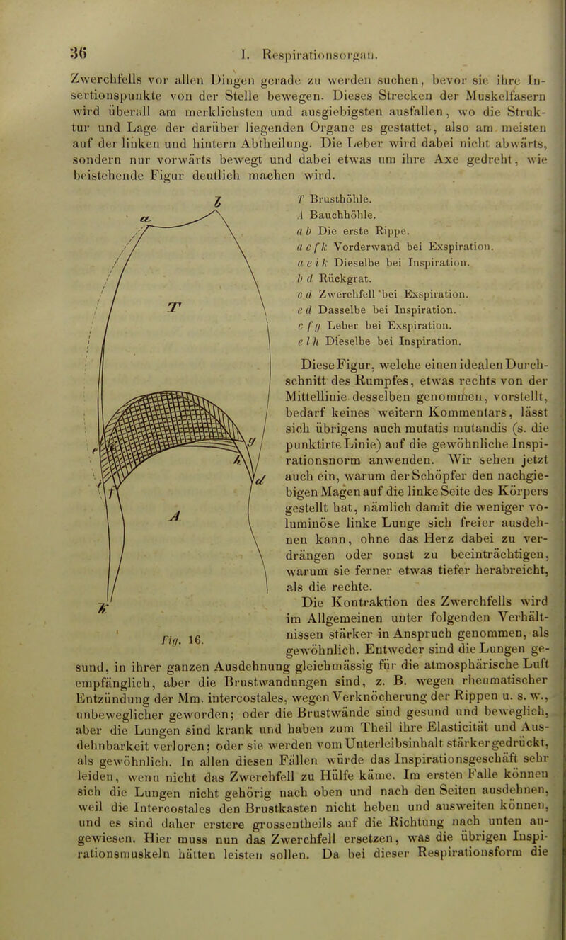 Zwerchfells vor allen Dingen gerade zu werden suchen, bevor sie ihre ln- sertionspunkte von der Stelle bewegen. Dieses Strecken der Mnskelfasern wird überall am merklichsten und ausgiebigsten ausfallen, wo die Struk- tur und Lage der darüber liegenden Organe es gestattet, also am meisten auf der linken und hintern Abtheilung. Die Leber wird dabei nicht abwärts, sondern nur vorwärts bewegt und dabei etwas um ihre Axe gedreht, wie beistehende Figur deutlich machen wird. T Brusthöhle. 1 Bauchhöhle. a b Die erste Rippe. acfk Vorderwand bei Exspiration. aeik Dieselbe bei Inspiration. Ii il Rückgrat. cd Zwerchfell bei Exspiration. e (I Dasselbe bei Inspiration. C fg Leber bei Exspiration. e 1 h Dieselbe bei Inspiration. DieseFigur, welche einen idealen Durch- schnitt des Rumpfes, etwas rechts von der Mittellinie desselben genommen, vorstellt, bedarf keines weitern Kommentars, lässt sich übrigens auch mutatis mutandis (s. die punktirte Linie.) auf die gewöhnliche Inspi- rationsnorm anwenden. Wir sehen jetzt auch ein, warum der Schöpfer den nachgie- bigen Magen auf die linke Seite des Körpers gestellt hat, nämlich damit die weniger vo- luminöse linke Lunge sich freier ausdeh- nen kann, ohne das Herz dabei zu ver- drängen oder sonst zu beeinträchtigen, warum sie ferner etwas tiefer herabreicht, als die rechte. Die Kontraktion des Zwerchfells wird im Allgemeinen unter folgenden Verhält- nissen stärker in Anspruch genommen, als gewöhnlich. Entweder sind die Lungen ge- sund, in ihrer ganzen Ausdehnung gleich massig für die atmosphärische Luft empfänglich, aber die Brustwandungen sind, z. B. wegen rheumatischer Entzündung der Mm. intercostales, wegen Verknöcherung der Rippen u. s. w., unbeweglicher geworden; oder die Brustwände sind gesund und beweglich, aber die Lungen sind krank und haben zum Theil ihre Elasticität und Aus- dehnbarkeit verloren; oder sie werden vom Unterleibsinhalt stärker gedrückt, als gewöhnlich. In allen diesen Fällen würde das Inspirationsgeschäft sehr leiden, wenn nicht das Zwerchfell zu Hülfe käme. Im ersten Falle können sich die Lungen nicht gehörig nach oben und nach den Seiten ausdehnen, weil die Intercostales den Brustkasten nicht heben und ausweiten können, und es sind daher erstere grossentheils auf die Richtung nach unten an- gewiesen. Hier muss nun das Zwerchfell ersetzen, was die übrigen Inspi- rationsmuskeln hätten leisten sollen. Da bei dieser Respirationsform die Fig. 16.