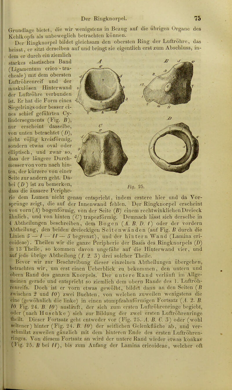Grundlage bietet, die wir wenigstens in Bezug auf die übrigen Organe des Kehlkopfs als unbeweglich betrachten können. Der Ringknorpel bildet gleichsam den obersten Ring der Luftröhre, das heisst, er sitzt derselben auf und bringt sie eigentlich erst zum Abschluss, in- dem er durch ein ziemlich starkes elastisches Band A (Ligamentum crico - tra- cheale) mit dem obersten Luftröhrenreif und der muskulösen Hinterwand der Luftröhre verbunden ist. Er hat die Form eines Siegelrings oder besser ei- nes schief geführten Cy- lindersegments (Fig. B), nur erscheint dasselbe, von uuten betrachtet ( D), nicht völlig kreisförmig, sondern etwas oval oder elliptisch, und zwar so, dass der längere Durch- messer von vorn nach hin- ten, der kürzere von einer Seite zur andern geht. Da- bei (D ) ist zu bemerken, dass die äussere Periphe- rie dem Lumen nicht genau entspricht, indem erstere hier und da Vor- sprünge zeigt, die auf der Innenwand fehlen. Der Ringknorpel erscheint von vorn (A) bogenförmig, von der Seite (/?) einem rechtwinklichenDreieck ähnlich, und von hinten (C) trapezförmig. Demnach lässt sich derselbe in 4 Abtheilungen beschreiben, dem Bogen (.4. B. D. 1) oder der vordem Abtheilung, den beiden dreieckigen Seitenwänden (auf Fig. B durch die Linien ä — / —7/ — 3 begrenzt), und der hintern Wand (Lamina cri- coideae). Theilen wir die ganze Peripherie der Basis des Ringknorpels (D) in 13 Theile, so kommen davon ungefähr auf die Hinterwand vier, und auf jede übrige Abtheilung ( /. 2. 5) drei solcher Theile. Bevor wir zur Beschreibung dieser einzelnen Abtheilungen übergehen, betrachten wir, um erst einen Ueberblick zu bekommen, den untern und obern Rand des ganzen Knorpels. Der untere Rand verläuft im Allge- meinen gerade und entspricht so ziemlich dem obern Rande des 1. Luftröh- renreifs. Doch ist er vorn etwas gewölbt, bildet dann an den Seiten (Ii zwischen % und 10) zwei Buchten, von welchen zuweilen wenigstens die eine (gewöhnlich die linke) in einen stumpfzahnförmigen Forlsatz (A. 2. B. 10. Fig. 24. Ii 10) ausläuft, der sich zum eisten Luftröhrenringe begiebt, •iiier (nach lluschke) sich zur Bildung der zwei ersten Lnftröhrenringe »eilt. Dieser Fortsatz geht entweder vor (Fig. 25. A. B. C. 3) oder (wohl seltener) hinter (Fig. 24. B. 10) der .seitlichen Gelenkfläche ab, und ver- schmilzt zuweilen gänzlich mit dem hinteren Ende dos ersten Luftröbren- •'ingcs. Von diesem Fortsatz an wird der untere Rand wieder etwas konkav (Fig. 25, B bei 11), bis zum Anfang der I.arnina cricoidcae, welcher oft Fig. 25.