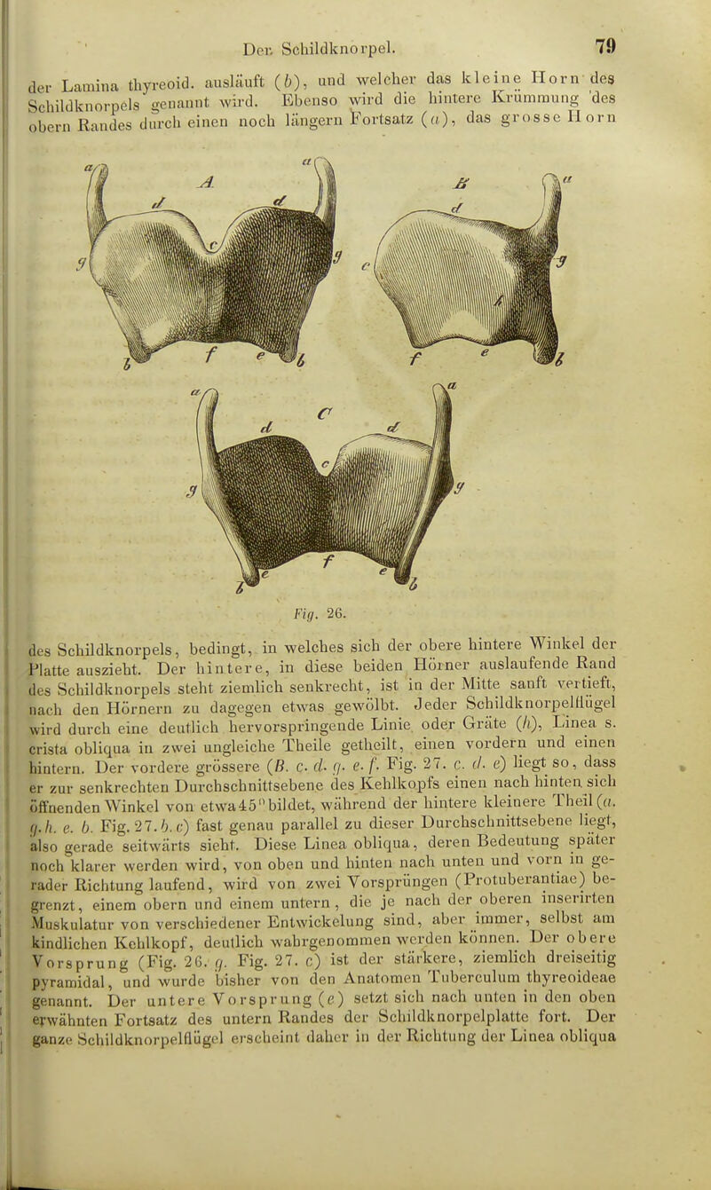 br Lamuna thyreoid. ausläuft (6), und welcher das kleine Horn des Schildknorpela genannt wird. Ebenso wird die hintere Krümmung 'des oben. Randes durch einen noch längern Fortsatz (a), das grosse Horn Fig. 26. des Schildknorpels, bedingt, in welches sich der obere hintere Winkel der Platte auszieht. Der hintere, in diese beiden Horner auslaufende Rand des Schildknorpels steht ziemlich senkrecht, ist in der Mitte sanft vertieft, lach den Hörnern zu dagegen etwas gewölbt. Jeder Schildknorpelflügel wird durch eine deutlich hervorspringende Linie, oder Gräte (/*), Linea s. crista obliqua in zwei ungleiche Theile getheilt, einen vordem und einen Katern. Der vordere grossere (ß. c cl <j. C f, Fig. 27. c. cl. e) liegt so, dass er zur senkrechten Durchschnittsebene des Kehlkopfs einen nach hinten sich öffnenden Winkel von etwa45n bildet, während der hintere kleinere Theil(«. (j.h. e. b. Fig. 27.6. c) fast genau parallel zu dieser Durchschnittsebene liegt, also gerade seitwärts sieht. Diese Linea obliqua, deren Bedeutung spater loch klarer werden wird, von oben und hinten nach unten und vorn in ge- tader Richtung laufend, wird von zwei Vorsprüngen (Protuberantiae) be- grenzt, einem obern und einem untern, die je nach der oberen inserirten Muskulatur von verschiedener Entwicklung sind, aber immer, selbst am kindlichen Kehlkopf, deutlich wahrgenommen werden können. Der obere Vorsprung (Fig. 26. g. Fig. 27. c) ist der stärkere, ziemlich dreiseitig pyramidal, und wurde bisher von den Anatomen Tuberculum thyreoideae genannt. Der untere Vorsprung (e) setzt sich nach unten in den oben erwähnten Fortsatz des untern Randes der Schildknorpelplatte fort. Der ganze Schildknorpelflügel erscheint daher in der Richtung der Linea obliqua