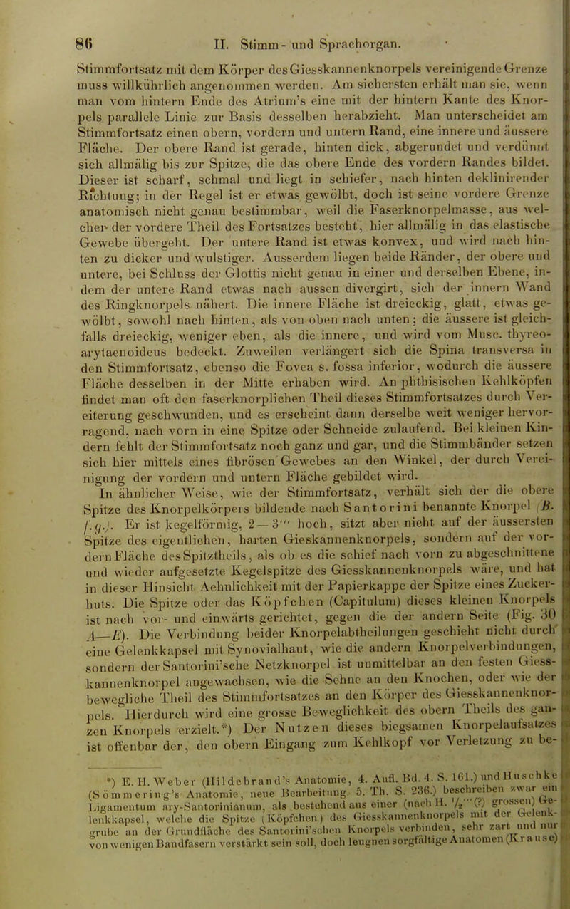 Stimmfortsatz mit dem Körper des Giesskannenknorpels vereinigende Grenze niuss willkührlich angenommen werden. Am sichersten erhält man sie, wenn man vom hintern Ende des Atrium's eine mit der hintern Kante des Knor- pels parallele Linie zur Basis desselben herabzieht. Man unterscheidet am Stimmfortsatz einen obern, vordem und untern Rand, eine innere und äussere Fläche. Der obere Rand ist gerade, hinten dick, abgerundet und verdünnt sich allmälig bis zur Spitze, die das obere Ende des vordem Randes bildet. Dieser ist scharf, schmal und liegt in schiefer, nach hinten deklinirender Rfchtung; in der Regel ist er etwas gewölbt, doch ist seine vordere Grenze anatomisch nicht genau bestimmbar, weil die Faserknorpelmasse, aus wel- cher- der vordere Theil des Fortsatzes besteht', hier allmälig in das elastische Gewebe übergeht. Der untere Rand ist etwas konvex, und wird nach hin- ten zu dicker und wulstiger. Ausserdem liegen beide Ränder, der obere und untere, bei Schluss der Glottis nicht genau in einer und derselben Ebene, in- dem der untere Rand etwas nach aussen divergirt, sich der innern Wand des Ringknorpels nähert. Die innere Fläche ist dreieckig, glatt, etwas ge- wölbt, sowohl nach hinten, als von oben nach unten; die äussere ist gleich- falls dreieckig, weniger eben, als die innere, und wird vom Muse thyreo* arytaenoideus bedeckt. Zuweilen verlängert sich die Spina transversa in den Stimmfortsatz, ebenso die Fovea s. fossa inferior, wodurch die äussere Fläche desselben in der Mitte erhaben wird. An phthisischen Kehlköpfen findet man oft den faserknorplichen Theil dieses Stimmfortsatzes durch Ver- eiterung geschwunden, und es erscheint dann derselbe weit Aveniger hervor- ragend, nach vorn in eine Spitze oder Schneide zulaufend. Bei kleinen Kin- dern fehlt der Stimmfortsatz noch ganz und gar, und die Stimmbänder setzen sich hier mittels eines fibrösen Gewebes an den Winkel, der durch Verei- nigung der vordem und untern Fläche gebildet wird. In ähnlicher Weise, wie der Stimmfortsatz, verhält sich der die obere Spitze des Knorpelkörpers bildende nach Santorini benannte Knorpel B. F.g.J. Er ist kegelförmig, 2 — 3' hoch, sitzt aber nicht auf der äussersten Spitze des eigentlichen, harten Gieskannenknorpels, sondern auf der vor- dem Fläche desSpitztheils, als ob es die schief nach vorn zu abgeschnittene und wieder aufgesetzte Kegelspitze des Giesskannenknorpels wäre, und hat in dieser Hinsicht Aehnlichkeit mit der Papierkappe der Spitze eines Zucker- huts. Die Spitze oder das Köpfchen (Capitulum) dieses kleinen Knorpels ist nach vor- und einwärts gerichtet, gegen die der andern Seite (Fig. m .1—7:). Die Verbindung beider Knorpelabtheiluiigen geschieht nicht durch eine Gelenkkapsel mit Synovialhaut, wie die andern KBorpelverbindungefl, sondern der Santorini'sche Netzknorpel ist unmittelbar an den festen Giert! kannenknorpel angewachsen, wie die Sehne an den Knochen, oder wie der bewegliche Theil des Stimmfortsatzes an den Körper des Giesskannenknor- pels Hierdurch wird eine grosse Beweglichkeit des obern Theils des gan- zen Knorpels erzielt.*) Der Nutzen dieses biegsamen Knorpelaufeate* ist offenbar der, den obern Eingang zum Kehlkopf vor Verletzung zu be- .) und Husehke eiben /war ein *) E. H. Weber (Hildebran d's Anatomie, 4. Aufl. Bd. 4. S. 161.. (Sömmering's Anatomie, neue Bearbeitung, 5. Th. S. 236.) bescbi Ligamentum ary-Santorinianum, als bestehend aus einer (nach 11. ) grossen; Ge- lenkkapsel, welche die Spit/.c (Köpfchen) des Giesskannenknorpels mit der bu enk- jrrnbe an der Grundfläche des Santorini'scben Knorpels verbinden, sehr zart und nui von wenigen Bandfasern verstärkt sein soll, doch leugnen sorgfaltige Anatomen (K r a u s e)