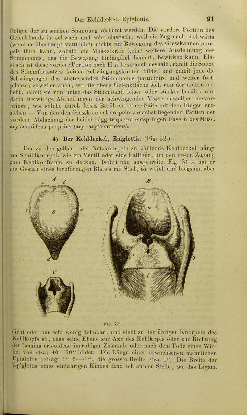 Folgen der zu starken Spannung verhütet werden. Die vordere Portion des Gelenkbands ist schwach und sehr elastisch, weil ein Zug nach rückwärts (wenn er überhaupt stattfindet) nichts für Bewegung des Giesskannenknor- pels thun kann, sobald die Muskelkraft keine weitere Ausdehnung des Stimmbands, das die Bewegung hinlänglich hemmt , bewirken kann. Ela- stisch ist diese, vordere Portion nach Harl ess auch deshalb, damit die Spitze des Stimmfortsatzes keinen Schwingungsknoten bilde, und damit jene die Schwingungen des anstossenden Stimmbands participire und weiter fort- pflanze; zuweilen auch, wo die obere Gelenkfläche sich von der untern ab- hebt, damit sie von unten das Stimmband leiser oder stärker berühre und darin freiwillige Abtheilnngen der schwingenden Masse desselben hervor- bringe, wie solche durch leises Berühren einer Saite mit dem Finger ent- stehen. — Von den den Giesskannenknorpeln zunächst liegenden Partien der vordem Abdachung der beidenLigg. triquetra entspringen Fasern des Muse, ärytaenoideus proprius (ary - arytaenoideus). 4) Der Kehldeckel, Epiglottis. (Fig. 32.). Der zu den gelben oder Netzknorpeln zu zählende Kehldeckel hängt am Schildknorpel, wie ein Ventil oder eine Fallthür, um den obern Zugang zum Kehlkppfraum zu decken. Isolirt und ausgebreitet Fig. 31 A bar er die Gestalt eines birnförmigen Blattes mit Stiel, ist weich und biegsam, aber Fig. M2. nicht oder nur sehr wenig dehnbar, und .steht zu den übrigen Knorpeln des Kehlkopfs so, dass seine Ebene zur Axe des Kehlkopfs oder zur Richtung Her Lamina crieoideae im ruhigen Zustande oder nach dem Tode einen Win- |el von etwa 40 50 bildet. Die Länge einer erwachsenen männlichen Epiglottis beträgt 1 5—6', die, grdsstc Breite etwa 1. Die Breite der Epiglottis eines einjährigen Kindes fand ich an der Stelle, wo das Ligam.