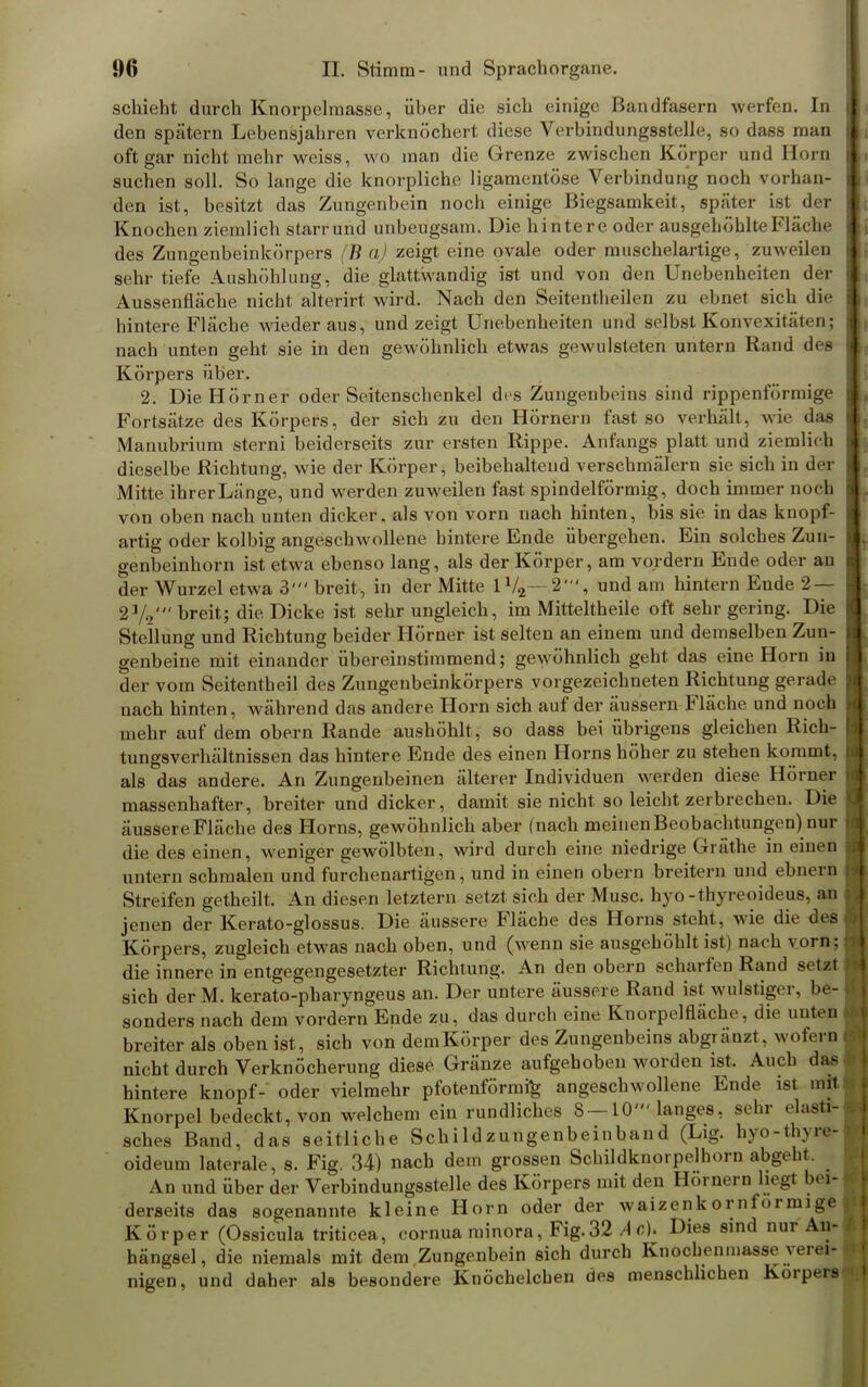 schient durch Knorpelmasse, über die sich einige Bandfasern werfen. In den spätem Lebensjahren verknöchert diese Verbindungsstelle, so dass man oft gar nicht mehr weiss, wo man die Grenze zwischen Korper und Horn suchen soll. So lange die knorpliche ligamentöse Verbindung noch vorhan- den ist, besitzt das Zungenbein noch einige Biegsamkeit, später ist der Knochen ziemlich starrund unbeugsam. Die hintere oder ausgehöhlte Fläche des Zungenbeinkörpers (B a) zeigt eine ovale oder muschelartige, zuweilen sehr tiefe Aushöhlung, die glattwandig ist und von den Unebenheiten der Aussenfläche nicht alterirt wird. Nach den Seitentheilen zu ebnet sich die hintere Fläche Wiederaus, und zeigt Unebenheiten und selbst Konvexitäten; nach unten geht sie in den gewöhnlich etwas gewulsteten untern Rand des Körpers über. 2. Die Hörner oder Seitenschenkel des Zungenbeins sind rippenförmige Fortsätze des Körpers, der sich zu den Hörnern fast so verhält, wie das Manubrium sterni beiderseits zur ersten Rippe. Anfangs platt und ziemlieh dieselbe Richtung, wie der Körper, beibehaltend verschmälern sie sich in der Mitte ihrer Länge, und werden zuweilen fast spindelförmig, doch immer noch von oben nach unten dicker, als von vorn nach hinten, bis sie in das knopf- artig oder kolbig angeschwollene hintere Ende übergehen. Ein solches Zun- genbeinhorn ist etwa ebenso lang, als der Körper, am vordem Ende oder au der Wurzel etwa 3' breit, in der Mitte 1V2— 2', und am hintern Ende 2 — 2 Ys' breit; die Dicke ist sehr ungleich, im Mitteitheile oft sehr gering. Die Stellung und Richtung beider Hörner ist selten an einem und demselben Zun- genbeine mit einander übereinstimmend; gewöhnlich geht das eine Horn in der vom Seitentheil des Zungenbeinkörpers vorgezeichneten Richtung gerade nach hinten, während das andere Horn sich auf der äussern Fläche und nocfl mehr auf dem obern Rande aushöhlt, so dass bei übrigens gleichen Rich- tungsverhältnissen das hintere Ende des einen Horns höher zu stehen kommt, als das andere. An Zungenbeinen älterer Individuen werden diese Hörner massenhafter, breiter und dicker, damit sie nicht so leicht zerbrechen. Die äussere Fläche des Horns, gewöhnlich aber (nach meinen Beobachtungen) nur die des einen, weniger gewölbten, wird durch eine niedrige Gräthe in einen untern schmalen und furchenartigen, und in einen obern breitem und ebnern Streifen getheilt. An diesen letztern setzt sich der Muse, hyo-thyreoideus, an jenen der Kerato-glossus. Die äussere Fläche des Horns steht, wie die des Körpers, zugleich etwas nach oben, und (wenn sie ausgehöhlt ist) nach vorn; die innere, in entgegengesetzter Richtung. An den obern scharfen Rand setzt sich der M. kerato-pharyngeus an. Der untere äussere Rand ist wulstiger, be- sonders nach dem vordem Ende zu, das durch eine Knorpelfläche, die unten breiter als oben ist, sich von dem Körper des Zungenbeins abgränzt, wofern nicht durch Verknöcherung diese Gränze aufgehoben worden ist. Auch dö hintere knöpf- oder vielmehr pfotenförmig angeschwollene Ende ist mit Knorpel bedeckt, von welchem ein rundliches 8—10'langes, sehr elasti- sches Band, das seitliche Schildzungenbeinband (Lig. hvo-thvre- oideum laterale, s. Fig. 34) nach dem grossen Schildknorpelhorn abgeht An und über der Verbindungsstelle des Körpers mit den Hornern hegt bei- derseits das sogenannte kleine Horn oder der waizenkornformige Körper (Ossicula triticea, cornua minora, Fig.32 Ac). Dies sind nur An- hängsel, die niemals mit dem Zungenbein sich durch Knochenmasse verei- nigen, und daher als besondere Knöchelcben des menschlichen Korpers