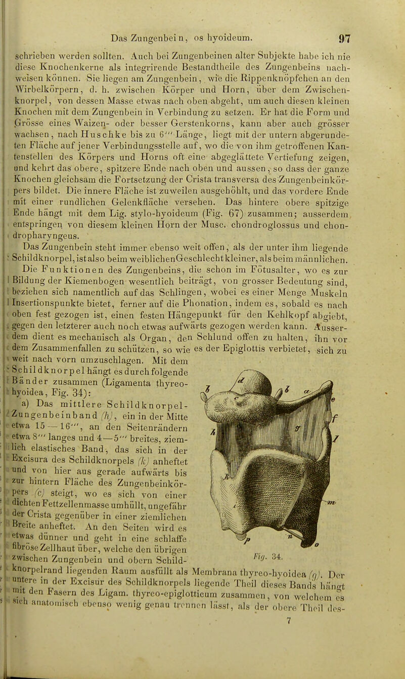 schrieben werden sollten. Auch bei Zungenbeinen alter Subjekte habe icb nie Biese Knochenkerne als integrirende Bestandteile des Zungenbeins nach- weisen können. Sie liegen am Zungenbein, wie die Rippenknöpf'chen an den Wirbelkörpern, d. h. zwischen Körper und Horn, über dem Zwischen- knorpel, von dessen Masse etwas nach oben abgeht, um auch diesen kleinen Knochen mit dem Zungenbein in Verbindung zu setzen. Er bat die Form und .Grösse eines Waizen- oder besser Gerstenkorns, kann aber auch grösser wachsen, nach Huscbke bis zu 6' Länge, liegt mit der untern abgerunde- ten Flache auf jener Verbindungsstelle auf, wo die von ihm getroffenen Kan- tenstellen des Körpers und Horns oft eine abgeglättete Vertiefung zeigen, und kehrt das obere, spitzere Ende nach oben und aussen ,-so dass der ganze Knochen gleichsam die Fortsetzung der Crista transversa des -Zungenbeinkör- pers bildet. Die innere Fläche ist zuweilen ausgehöhlt, und das vordere Ende mit einer rundlichen Gelenkfläche versehen. Das hintere obere spitzige Ende hängt mit dem Lig. stylo-hyoideum (Fig. 67) zusammen; ausserdem entspringen von diesem kleinen Horn der Muse, chondroglossus und chon- dropharyngeus. Das Zungenbein steht immer ebenso weit offen, als der unter ihm liegende Schildknorpel, ist also beim weiblicbenGeschlecbt kleiner, als beim männlichen. Die Funktionen des Zungenbeins, die schon im Fötusalter, wo es zur Bildung der Kiemenbogen wesentlich beiträgt, von grosser Bedeutung sind, beziehen sich namentlich auf das Schlingen, wobei es einer Menge Muskeln Insertionspunkte bietet, ferner auf die Phonation, indem es, sobald es nach oben fest gezogen ist, einen festen Hängepunkt für den Kehlkopf abgiebt, gegen den letzterer auch noch etwas aufwärts gezogen werden kann. Ausser- dem dient es mechanisch als Organ, den Schlund offen zu halten, ihn vor dem Zusammenfallen zu schützen, so wie es der Epiglottis verbietet, sich zu weit nach vorn umzuschlagen. Mit dem Schildknorpel hängt es durch folgende Bänder zusammen (Ligamenta thyreo- hyoidea, Fig. 34): a) Das mittlere Schildknorpel- Zungenbeinband (h), ein in der Mitte etwa 15 — 16', an den Seitenrändern etwa 8' langes und 4—5' breites, ziem- lich elastisches Band , das sich in der Excisura des Schildknorpels (k) anheftet und von hier aus gerade aufwärts bis zur hintern Fläche des Zungenbeinkör- pers fc) steigt, wo es sich von einer dichten Fettzellenmasse umhüllt, ungefähr der Crista gegenüber in einer ziemlichen Breite anheftet. An den Seiten wird es etwas dünner und geht in eine schlaffe fibröse Zell haut über, welche den übrigen zwischen Zungenbein und obern Schild- knorpelrand liegenden Raum ausfüllt als Membrana thyreo-hyoidea (q) Der untere in der Excisür des Schildknorpels liegende Theil dieses Bands bähsl mit d«n Fasern des Ligam. thyreo-epiglotticum zusammen, von welchem es «cd anatomisch ebenso wenig genau trennen lässt, als der obere Theil des- Fig. 34.