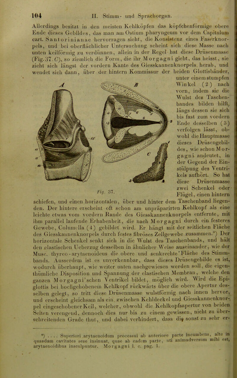 Allerdings besitzt in den meisten Kehlköpfen das küpfchenförmige obere Ende dieses Gebildes, das man am Ostium pharyngeum vor dem Capitulajg cart. San< orinianae hervorragen sieht, die Konsistenz eines Faserknor- pels, und bei oberflächlicher Untersuchung seheint sich diese Masse nach unten keilförmig zu verdünnen, allein in der Rege! hat diese Drüsenmasse (Fig.37.C), so ziemlich die Form, die ihr Morgagni giebt, das heisst, sie zieht sich längst der vordem Kante des Giesskannenknorpels herab, und wendet sich dann, über der hintern Kommissur der beiden Glottisbänder, schiefen, und einen horizontalen, über und hinter dem Taschenband liegen- den. Der hintere erscheint oft schon am unpräparirten Kehlkopf als eine leichte etwas vom vordem Rande des Giesskannenknorpels entfernte, mit ihm parallel laufende Erhabenheit, die nach Morgagni durch ein festeres Gewebe, Columella (4) gebildet wird. Er hängt mit der seitlichen Fläche des Giesskannenknorpels durch festes fibröses Zellgewebe zusammen.') De« horizontale Schenkel senkt sich in die Wulst des Taschenbands, und hält den elastischen Ueberzug desselben in ähnlicher Weise auseinander, wie der Muse, thyreo r arytaenoideus die. obere und senkrechte'Fläche des Stimm; bands. Ausserdem ist es unverkennbar, dass dieses Drüsengebilde es ist, wodurch überhaupt, wie weiter unten nachgewiesen werden soll, die eigen- thiimliche Disposition und Spannung der elastischen Membran, welche den ganzen Morgagni'schen Ventrikel bildet, möglich wird. Wird die Epfc glottis bei hochgehobenem Kehlkopf rückwärts über die obere Apertur des- selben gelegt, so tritt diese Drüseumasse wulstförmig nach innen hervor, und erscheint gleichsam als ein zwischen Kehldeckel und Giesskannenknor-, pel eingeschobenerKeü, welcher, obwohl die Kehlkopfsapertur von beulen Seiten verengend, dennoch dies nur bis zu einem gewissen, nicht zu über« schreitenden Grade thut, und dabei verhindert, dass dif sonst zu sehr er- *) .... Superiori arytaenoidum processui ab anteriore parte ineumbens, alte in quasdaui cavitates sese insinuat, quae ab eadem parte, nti animadversiim mini est, arytaenoidibus insculpvmtur. Morgagni 1. c. pag. 1. Fig. 37. unter einem stumpfen Win kel ( 2 ) nach vorn, indem sie die Wulst des Taschen- bandes bilden hilft, längs dessen sie sich bis fast zum vordem Ende desselben (3) verfolgen lässt, ob- wohl die Hauptmasse dieses Drüsengebil- des , wie schon M o r- gagni andeutet, in der Gegend der Ein- stülpung des Ventri- kels aufhört. So hat diese Drüsenmasse zwei Schenkel oder' Flügel, einen hintern