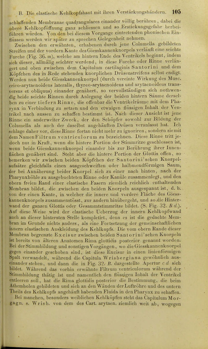 schlaffenden Membranae quadrangulares einander völlig berühren , dabei die obere Kehlkopföffnung ganz schliessen und so Erstickungsgefahr herbei- führen würden. Yon den bei diesem Vorgange eintretenden phonischen Ein- flüssen werden wir später zu sprechen Gelegenheit nehmen. Zwischen den erwähnten, erhabenen durch jene Columella gebildeten Streifen und der vordem Kante desGiesskannenknorpels verläuft eine seichte Furche (Fig. 36. m), welche am hintern Ende des Ventrikels beginnt, indem sich dieser, all'mälig seichter werdend, in diese Furche oder Rinne verlän- gert und oben zwischen dem Capitulum cartilaginis Santorini und dem Köpfchen des in Rede stehenden knorplichen Drüsenstreifens selbst endigt. Werden nun beide Giesskannenknorpel (durch vereinte Wirkung des Muse, crico-arytaenoideus lateralis, thyreo-arytaenoideus und arytaenoideus trans- versus et obliquus) einander genähert, so vervollständigen sich nothwen- dig beide seichte Rinnen durch Anlegung der beiden hintern Säume dersel- ben zu einer tiefern Rinne, die offenbar die Ventrikelräume mit dem Pha- rynx in Verbindung zu setzen und den etwaigen flüssigen Inhalt der Ven- trikel nach aussen zu schaffen bestimmt ist. Nach dieser Ansicht ist jene Rinne ein anderweiter Zaveck, der den Schöpfer sowohl zur Bildung der Columella als auch der daselbst angehäuften Drüsen veranlasst hat. Ich schlage daher vor, diese Rinne fortan nicht mehr zu ignoriren , sondern sie mit demNamenFiltr um ventricul orum zu bezeichnen. Diese Rinne tritt je- doch nin in Kraft, wenn die hintere Portion der Stimmritze geschlossen ist, wenn beide Giesskannenknorpel einander bis zur Berührung ihrer Innen- flächen genähert sind. Steht aber die hintere Portion der Glottis offen, so bemerken wir zwischen beiden Köpfchen der Santorini'schen Knorpel- aufsätze gleichfalls einen ausgeschweiften oder halbmondförmigen Saum, der bei Annäherung beider Knorpel sich zu einer nach hinten, nach der Pharynxhöhle zu ausgebuchteten Rinne oder Kanüle zusammenlegt, und den obern freien Rand einer elastische Fasern ziemlich reichlich enthaltenden Membran bildet, die zwischen den beiden Knorpeln ausgespannt ist, d. h. von der einen Kante, in welcher die innere und vordere Fläche des Giess- kannenknorpels zusammenstösst, zur andern hinübergeht, und so,die Hinter- wand der ganzen Glottis oder Gesammtstimmritze bildet. (S. Fig. 32. B (L). Auf diese Weise wird der elastische Ueberzug der innern Kehlkopfwand auch an dieser hintersten Stelle kompletirt, denn es ist die gedachte Mem- bran im Grunde nichts anders, als eine Fortsetzung der gemeinschaftlichen innern elastischen Auskleidung des Kehlkopfs. Die vom obern Rande dieser Membran begrenzte Excisur zwischen beiden Santorini'schen Knorpeln ist bereits von älteren Anatomen Riina glottidis posterior genannt worden. Bei der Stimmbildung und sonstigen Vorgängen, wo die Giesskannenknorpel gegen einander geschoben sind, ist diese Excisur in einen linienförmigen Spalt verwandelt, während die Capitula Wrisbergiana gewöhnlich aus- einander stehen, und dann die in Fig. 32* B. dargestellte Apertur cd sich bildet. Während das vorhin erwähnte Filtrüm ventriculorum während der Stimmbildung thätig ist und namentlich den flüssigen Inhalt der Ventrikel entleeren soll, hat die Rima glottidis posterior die Bestimmung, die beim Athemholen gebildeten und sich an den Wänden der Luftröhre und des untern Theile des Kehlkopfs angehäuft habenden Fluida in den Pharynx zu schaffen. Bei manchen, besonders weiblichen Kehlköpfen steht das Capitulum Mor- gagn. s. Wrisb. von dem des Cart. arytaen. ziemlich weit ab, wogegen