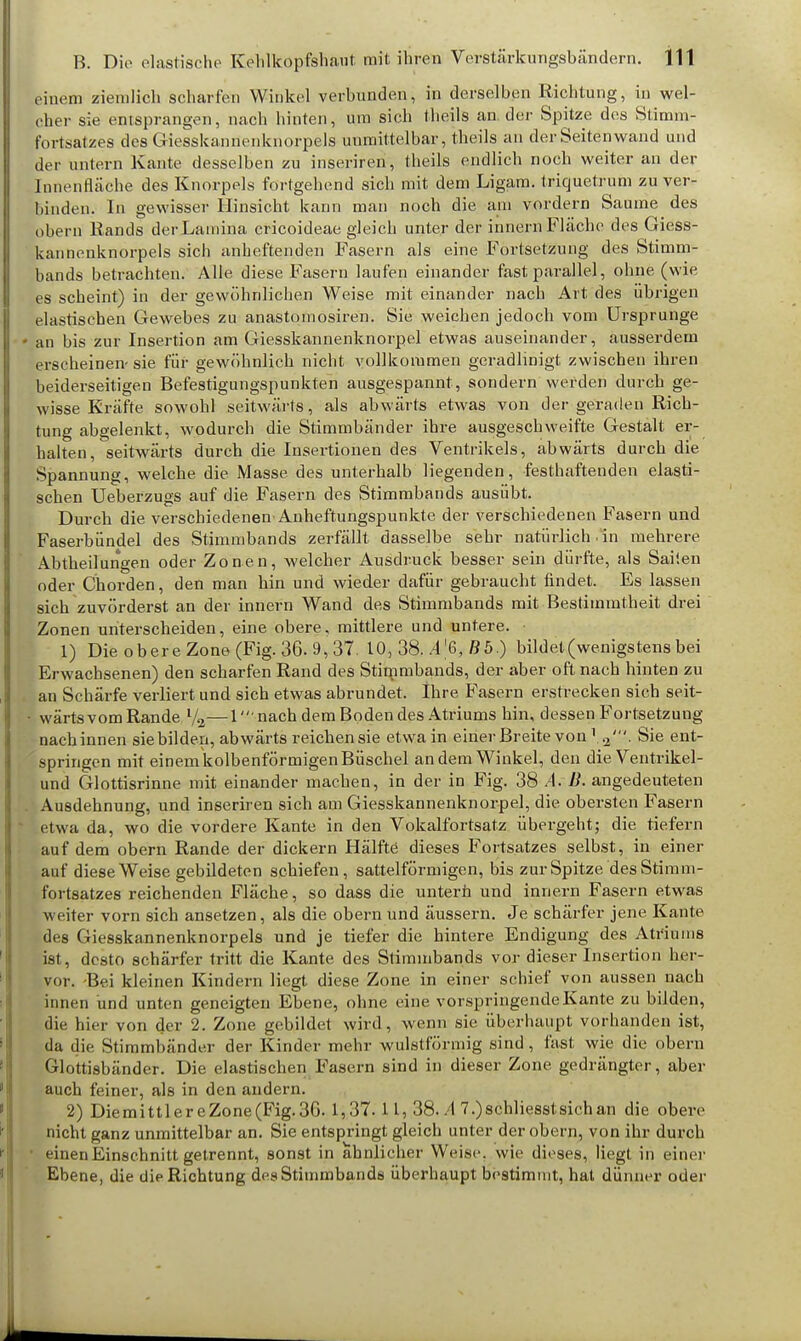 einem ziemlich scharfen Winkel verbunden, in derselben Richtung, in wel- cher sie entsprangen, nach hinten, um sich theils ander Spitze des Stimm- fortsatzes des Giesskannenknorpels unmittelbar, theils an der Seiten wand und der untern Kante desselben zu inseriren, theils endlich noch weiter an der Innenfläche des Knorpels fortgehend sich mit dem Ligam. triquetrum zu ver- hindern In gewisser Hinsicht kann man noch die am vordem Saume des obern Rands derLaniina crieoideae gleich unter der innem Fläche des Giess- kannenknorpels sich anheftenden Fasern als eine Fortsetzung des Stimm- bands betrachten. Alle diese Fasern laufen einander fast parallel, ohne (wie es scheint) in der gewöhnlichen Weise mit einander nach Art des übrigen elastischen Gewebes zu anastomosiren. Sie weichen jedoch vom Ursprünge ' an bis zur Insertion am Giesskannenknorpel etwas auseinander, ausserdem erscheinen- sie für gewöhnlich nicht vollkommen geradlinig! zwischen ihren beiderseitigen Befestigungspunkten ausgespannt, sondern werden durch ge- wisse Kräfte sowohl seitwärts, als abwärts etwas von der geraden Rich- tung abgelenkt, wodurch die Stimmbänder ihre ausgeschweifte Gestalt er- halten, seitwärts durch die Insertionen des Ventrikels, abwärts durch die Spannung, welche die Masse des unterhalb liegenden, festhaftenden elasti- schen Ueberzugs auf die Fasern des Stimmbands ausübt. Durch die verschiedenen Anheftungspunkte der verschiedenen Fasern und Faserbündel des Stimmbands zerfällt dasselbe sehr natürlich , in mehrere ' Abtheilungen oder Zonen, welcher Ausdruck besser sein dürfte, als Sailen oder Chorden, den man hin und wieder dafür gebraucht findet. Es lassen sich zuvörderst an der innern Wand des Stimmbands mit Bestimmtheit drei Zonen unterscheiden, eine obere, mittlere und untere. 1) Die obere Zone (Fig. 36. y, 37. 10, 38. A% B5.) bildet (wenigstens bei Erwachsenen) den scharfen Rand des Stirnmbands, der aber oft nach hinten zu . an Schärfe verliert und sich etwas abrundet. Ihre Fasern erstrecken sich seit- • wärtsvom Rande l/2—1' nach dem Boden des Atriums hin, dessen Fortsetzung nach innen sie bilden, abwärts reichen sie etwa in einer Breite von Sie ent- springen mit einem kolbenförmigen Büschel andern Winkel, den die Ventrikel- und Glottisrinne mit einander machen, in der in Fig. 38 A. B. angedeuteten .• Ausdehnung, und inseriren sich am Giesskannenknorpel, die obersten Fasern etwa da, wo die vordere Kante in den Vokalfortsatz übergeht; die tiefern auf dem obern Rande der dickern Hälfte dieses Fortsatzes selbst, in einer auf diese Weise gebildeten schiefen, sattelförmigen, bis zur Spitze des Stimm- fortsatzes reichenden Fläche, so dass die untern und innern Fasern etwas weiter vorn sich ansetzen, als die obern und äussern. Je schärfer jene Kante des Giesskannenknorpels und je tiefer die hintere Endigung des Atriums ist , desto schärfer tritt die Kante des Stimmbands vor dieser Insertion her- vor. -Bei kleinen Kindern liegt diese Zone in einer schief von aussen nach innen und unten geneigten Ebene, ohne eine vorspringende Kante zu bilden, die hier von der 2. Zone gebildet wird , wenn sie überhaupt vorhanden ist, da die Stimmbänder der Kinder mehr wulstförmig sind, fast wie die obern Glottisbänder. Die elastischen Fasern sind in dieser Zone gedrängter, aber auch feiner, als in den andern. 2) DiemittlereZone(Fig.3G. 1,37.11, 38. A 7.)schliesstsichan die obere nicht ganz unmittelbar an. Sie entspringt gleich unter der obern, von ihr durch einen Einschnitt getrennt, sonst in ähnlicher Weise, wie dieses, liegt in einer Ebene, die die Richtung des Stimmbands überhaupt bestimmt, hat dünner oder