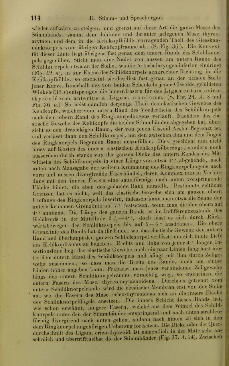 wieder aufwärts zu steigen, und grenzt auf diese Art die ganze Masse des Stimmbands, sammt dem dahinter und darunter gelegenen Muse, thyreo- arytaen. und dem in die Kehlkopfhöhle vorragenden Theil des Giesskaa? nenknorpels vom übrigen Kehlkopfraume ab (S. Fig. 36.)- Die Konvexi- tät dieser Linie liegt übrigens fast genau dem untern Rande des Schildknor- pels gegenüber. Sticht man eine Nadel von aussen am untern Rande des Schildkn orpels etwa an der Stelle, wo die Arteria laryngea inferior eindringt (Fig. 42. ft), in zur Ebene des Schildknorpels senkrechter Richtung in die Kehlkopfhöhle, so erscheint sie daselbst fast genau an der tiefsten Stelle jener Kurve. Innerhalb des von beiden Schenkeln jener Cissoide gebildeten Winkels(36.entspringen die innernFasern für das Ligamentum crico- thyreoideum anterius s. Ligam. conicam. (S. Fig. 24. A. 8 und Fig. 36. ?/:.)■ So heist nämlich derjenige Theil des elastischen Gewebes des Kehlkopfs, welcher vom untern Rand des Vordertheils des Schildknorpels nach dem obem Rand des Ringknorpelbogens verläuft. Nachdem das ela- stische Gewebe des Kehlkopfs die beiden Stimmbänder abgegeben hat, über- zieht es den dreieckigen Raum, der von jenen Cissoid-Aesten begrenzt ist, und verlässt dann den Schildknorpel, um den zwischen ihm und dem Bogen des Rino-knorpels liegenden Raum auszufüllen. Dies geschieht nun nicht bloss auf Kosten des innern elastischen Kehlkopfsüberzugs, sondern noch ausserdem durch starke von der ganzen Dicke des untern Randes des Mit- teltheils des Schildknorpels in einer Länge von etwa 4' abgehende, nach unten nach Maassgabe der weitern Krümmung des Ringknorpelbogens nach vorn und aussen divergirende Faserbündel, deren Komplex nun in Verbin- dung mit den innern Fasern eine sattelförmige nach unten vorspringende Fläche bildet, die eben das gedachte Band darstellt. Bestimmte seitliche Grenzen hat es nicht, weil das elastische Gewebe sich am ganzen obern Umfange des Ringknorpels inserirt, indessen kann man etwa die Sehne der untern krummen Grenzlinie auf 7' festsetzen, wenn man die der obern auf 4' annimmt. Die Länge des ganzen Bands ist im Indifl'ereiizzustande des Kehlkopfs in der Mittellinie 3'/2—4', doch lässt es sich durch Ruek- wärtsbewegen des Schildknorpels bis auf 5 — 6' ausdehnen. Die obere Grenzlinie, des Bands hat da ihr Ende, wo das elastische Gewebe den unterjj Rand und überhaupt den ganzen Schild knorpel verlässt, um sich in die fiele des Kehlkopfraums zu begeben. Rechts und links von jener 4  laugen In- sertionslinie liegt das elastische (4. webe noch ein paar Linien lang hart hin- ter dem untern Rand des Schildknorpels und hängt mit ihm durch Zellge- webe zusammen, so dass man die Breite des Bandes noch um einige Linien höher angeben kann. Präparirt man jenes verbindende Zellgewebe längs des untern Scbildknörpelrandea vorsichtig weg, so erscheinen die untern Fasern des Muse, thyreo-arytaenoideus. Durchaus getrennt vom untern Schildknorpelrande wird die elastische Membran erst von der Sü lle an, wo die Fasern des Muse, crico-thyreoideus sich an die innere FlacM des Schildknorpelflügels ansetzen. Die innere Schicht dieses Bands hat, wie schon erwähnt,längere Fasern, welche aus dem Winkel des Schild- knorpels unter den der Stimmbänder entspringend und nach unten strahlen- förmig divergirend nach unten gehen, sodann nach hinten zu sich in den dem Ringknorpel angehörigen Ueberzug fortsetzen. Die Dicke oder der Quer- durchschnitt des Ligam. crico-thyreoid. ist namentlich in der Mitte sehr an- sehnlich und übertrifft selbst die der Stimmbänder (Fig. 37. A. 14). Zwischen