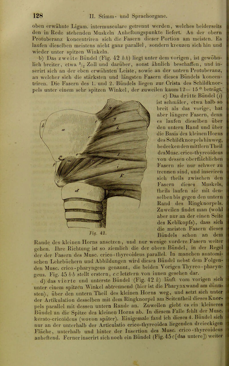 oben erwähnte Ligam. intermusculare getrennt werden, welches beiderseits den in Rede stehenden Muskeln Anheftungspunkte liefert. An der obern Protuberanz koncentriren sich die Fasern dieser Portion am meisten. Es laufen dieselben meistens nicht ganz parallel, sondern kreuzen sich hin und Avieder unter spitzen Winkeln. b) Das zweite Bündel (Fig. 42 Ii Ii) liegt unter dem vorigen, ist gewöhn- lich breiter, etwa 1/.2 Zoll und darüber, sonst ähnlich beschaffen, und in- sferirt sich an der eben erwähnten Leiste, sowie an der untern Protuberanz, an welcher sich die stärksten und längsten Fasern dieses Bündels koncen- triren. Die Fasern des 1. und 2. Bündels liegen zur Crista des Schildknor- pels unter einem sehr spitzen Winkel, der zuweilen kaum 12— 15° beträgt c) Das dritte Bündel (t) ist schmäler, etwa halb so breit als das vorige, hat aber längere Fasern, denn es laufen dieselben über den untern Rand und über die Basis des kleinen Horns des Schildknorpelshinweg, bedecken den mittlemTheil desMusc. crico-thyreoideus von dessen oberflächlichen Fasern sie nur schwer zu trennen sind, und inserireä sich theils zwischen den Fasern dieses Muskels, Iheils laufen sie mit den- selben bis gegen den untern Rand des Ringknorpels. Zuweilen findet man (wohl aber nur an der einen Seite des Kehlkopfs), dass sich die meisten Fasern dieses Bündels schon an dem Rande des kleinen Horns ansetzen, und nur wenige vordere Fasern weiter gehen. Ihre Richtung ist so ziemlich die der obern Bündel, in der Regöj der der Fasern des Muse, crico-thyreoideus parallel. In manchen anatomi- schen Lehrbüchern und Abbildungen wird dieses Bündel nebst dem Folgen- den Muse, crico-pharyngeus genannt, die beiden Vorigen Thyreo-pharvn- geus. Fig. 45 b b stellt erstem, CO letztern von innen gesehen dar. d) das vierte und unterste Bündel (Fig. 42 fe) läuft vom vorigen sich unter einem spitzön Winkel abtrennend (hier ist die Pharynxwand am dumi- sten), über den untern Theil des kleinen Horns weg, und setzt sieb unter der Artikulation desselben mit dem Ringknorpel am Seitentbeil dieses Knor- pels parallel mit dessen untern Rande an. Zuweilen giebt es ein kleineres Bündel an die Spitze des kleinen Horns ab. In diesem Falle fehlt der Muse, kerato-crieoideus (wovon später). Einigemale fand ich dieses 4. Bündel sieh nur an der unterhalb der Articulatio crico-thyreoidea liegenden dreieckigen Fläche, unterhalb und hinter der Insertion des Muse, crico-thyreoideus anheftend. Fernerinserirt sich noch ein Bündel (Fig.45c[das untere]) weiter