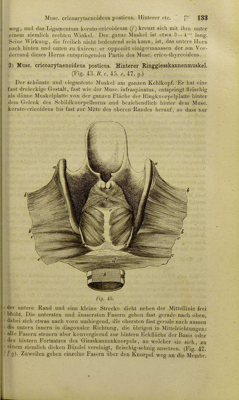 weg, und das Ligamentum kerato-crieoideum (/') kreuzt sich mit ihm unter einem ziemlich rechten Winkel. Der ganze Muskel ist etwa 3 — 4' lang. Seine Wirkung, die freilich nicht bedeutend sein kann, ist, das untere Horn nach hinten und unten zu fixiren: er opponirt einigermaassen der am Vor- äerrand dieses Horns entspringenden Partie des Muse, crico-thyreoideus. 3) Muse, cricoarytaenoideus posticus. Hinterer Ringgiesskannenmuskel. (Fig. 43. B. c, 45. e, 47. g.) Der schönste und eleganteste Muskel am ganzen Kehlkopf. Er hat eine fast dreieckige Gestalt, fast wie der Muse, infraspinatus, entspringt fleischig als dünne Miiskelplatte. von der ganzen Fläche der Ringknorpelplatte hinter dem Gelenk des Schildknorpelhorns und beziehendlich hinter dem Muse, kerato-crieoideus bis fast zur Mitte des oberen Randes herauf, so dass nur Fig. 45. der untere Rand und eine kleine Strecke dicht neben der Mittellinie frei ■ Weibt. Die untersten und äussersten Fasern gehen fast gerade nach oben, dabei sich etwas nach vorn umbiegend, die obersten fast gerade nach aussen die untern innern in diagonaler Richtung, die übrigen in Mittelrichtungen: alle Fasern steuern aber konvergirend zur hintern Eckfläche der Basis oder des hintern Fortsatzes des Giesskannenknorpels, an welcher sie sieb zu einem ziemlich dicken Bündel vereinigt, fleischig-sehnig ansetzen. (Fig. 47. f g). Zuweilen gehen einzelne Fasern über den Knorpel weg an die Membr.