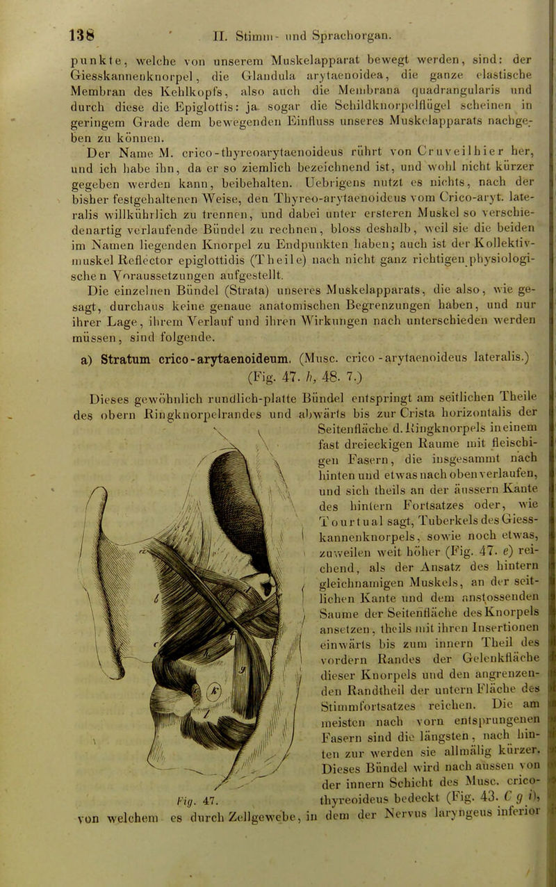 punkte, welche von unserem Muskelapparat bewegt werden, sind: der Giesskannenknorpel, die Glandula arytaenoidea, die ganze elastische Membran des Kehlkopfs, also auch die Membrana quadrangularis und durch diese die Epiglottis: ja. sogar die Schildknorpelflügel scheinen in geringem Grade dem bewegenden Einfluss unseres Muskelapparats nachga- ben zu können. Der Name M. crico-tbyreoarytaenoideus rührt von Cr u vei 1 h ie r her, und ich habe ihn, da er so ziemlich bezeichnend ist, und wohl nicht kürzer gegeben werden kann, beibehalten. Uebrigens nutzt es nichts, nach der bisher festgehaltenen Weise, den Thyreo-arytaenoidcus vom Crico-aryt. late- ralis willkührlich zu trennen, und dabei unter ersteren Muskel so verschie- denartig verlaufende Bündel zu rechnen, bloss deshalb, weil sie die beiden im Namen liegenden Knorpel zu Endpunkten haben; auch ist der Kollektiv- niuskel Reflector epiglottidis (Theile) nach nicht ganz richtigen physiologi- schen Voraussetzungen aufgestellt. Die einzelnen Bündel (Strata) unseres Muskelapparats, die also, wie ge- sagt, durchaus keine genaue anatomischen Begrenzungen haben, und nur ihrer Lage, ihrem Verlauf und ihren Wirkungen nach unterschieden werden müssen, sind folgende. a) Stratum crico - arytaenoideum. (Muse, crico - arytae.noideus lateralis.) (Fig. 47. h, 48. 7.) Dieses gewöhnlich rundlich-platte Bündel entspringt am seitlichen Theile des obern Ringknorpelrandes und abwärts bis zur Crista horizontalis der Seitenfläche d. Ringknorpels in einem fast dreieckigen Räume mit fleischi- gen Fasern, die insgesammt nach hinten und etwas nach oben verlaufen, und sich theils an der äussern Kante des hintern Fortsatzes oder, wie T o u r t u al sagt, Tuberkels des Giess- kannenknorpels, sowie noch etwas, zuweilen weit höher (Fig. 47. e) rei- chend, als der Ansatz des hintern gleichnamigen Muskels, an der seit- lichen Kante und dem anstossenden Saume der Seitenfläche des Knorpels ansetzen, theils mit ihren Insertionen einwärts bis zum innern Theil des vordem Randes der Gelenkfläcbe dieser Knorpels und den angrenzen- den Randtheil der untern Fläche des Stiuinifortsatzes reichen. Die am meisten nach vorn entsprungenen Fasern sind die längsten, nach hin- ten zur werden sie allmälig kürzer. Dieses Bündel wird nach aussen von der innern Schicht des Muse, crico- Fig. 47. thyreoideus bedeckt (Fig. 43. C g /), von welchem es durch Zellgewebe, in dem der Nervus laryngeus inferior