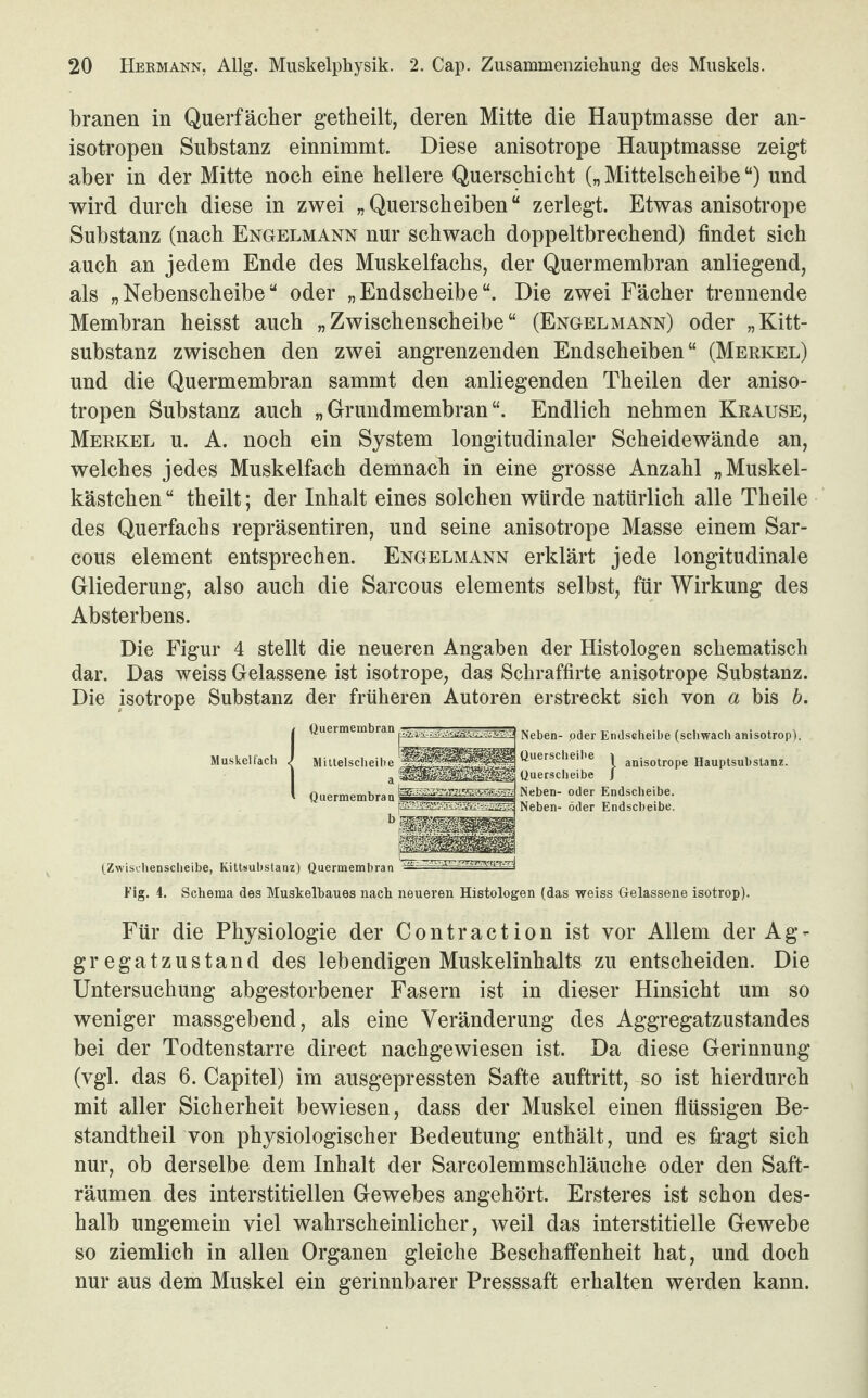 branen in Querfächer getheilt, deren Mitte die Hauptmasse der an¬ isotropen Substanz einnimmt. Diese anisotrope Hauptmasse zeigt aber in der Mitte noch eine hellere Querschicht („Mittelscheibe“) und wird durch diese in zwei „ Querscheiben “ zerlegt. Etwas anisotrope Substanz (nach Engelmann nur schwach doppeltbrechend) findet sich auch an jedem Ende des Muskelfachs, der Quermembran anliegend, als „Nebenscheibe“ oder „Endscheibe“. Die zwei Fächer trennende Membran heisst auch „Zwischenscheibe“ (Engelmann) oder „Kitt¬ substanz zwischen den zwei angrenzenden Endscheiben“ (Merkel) und die Quermembran sammt den anliegenden Theilen der aniso¬ tropen Substanz auch „Grundmembran“. Endlich nehmen Krause, Merkel u. A. noch ein System longitudinaler Scheidewände an, welches jedes Muskelfach demnach in eine grosse Anzahl „Muskel¬ kästchen “ theilt; der Inhalt eines solchen würde natürlich alle Theile des Querfachs repräsentiren, und seine anisotrope Masse einem Sar- cous element entsprechen. Engelmann erklärt jede longitudinale Gliederung, also auch die Sarcous elements selbst, für Wirkung des Absterbens. Die Figur 4 stellt die neueren Angaben der Histologen schematisch dar. Das weiss Gelassene ist isotrope, das Schraffirte anisotrope Substanz. Die isotrope Substanz der früheren Autoren erstreckt sich von a bis b. Neben- .oder Endseheibe (schwach anisotrop). ftuerscheihe 1 anisotrope Hauptsubstanz. Ha Querscheibe J Neben- oder Endscheibe. Ü Neben- öder Endscbeibe. (Zwisdienscheibe, Kittsubstanz) Quermembran Fig. 4. Schema des Mushelhaues nach neueren Histologen (das weiss Gelassene isotrop). Für die Physiologie der Contraction ist vor Allem der Ag¬ gregatzustand des lebendigen Muskelinhalts zu entscheiden. Die Untersuchung abgestorbener Fasern ist in dieser Hinsicht um so weniger massgebend, als eine Veränderung des Aggregatzustandes bei der Todtenstarre direct nachgewiesen ist. Da diese Gerinnung (vgl. das 6. Capitel) im ausgepressten Safte auftritt, so ist hierdurch mit aller Sicherheit bewiesen, dass der Muskel einen flüssigen Be¬ standteil von physiologischer Bedeutung enthält, und es fragt sich nur, ob derselbe dem Inhalt der Sarcolemmschläuche oder den Saft¬ räumen des interstitiellen Gewebes angehört. Ersteres ist schon des¬ halb ungemein viel wahrscheinlicher, weil das interstitielle Gewebe so ziemlich in allen Organen gleiche Beschaffenheit hat, und doch nur aus dem Muskel ein gerinnbarer Presssaft erhalten werden kann.