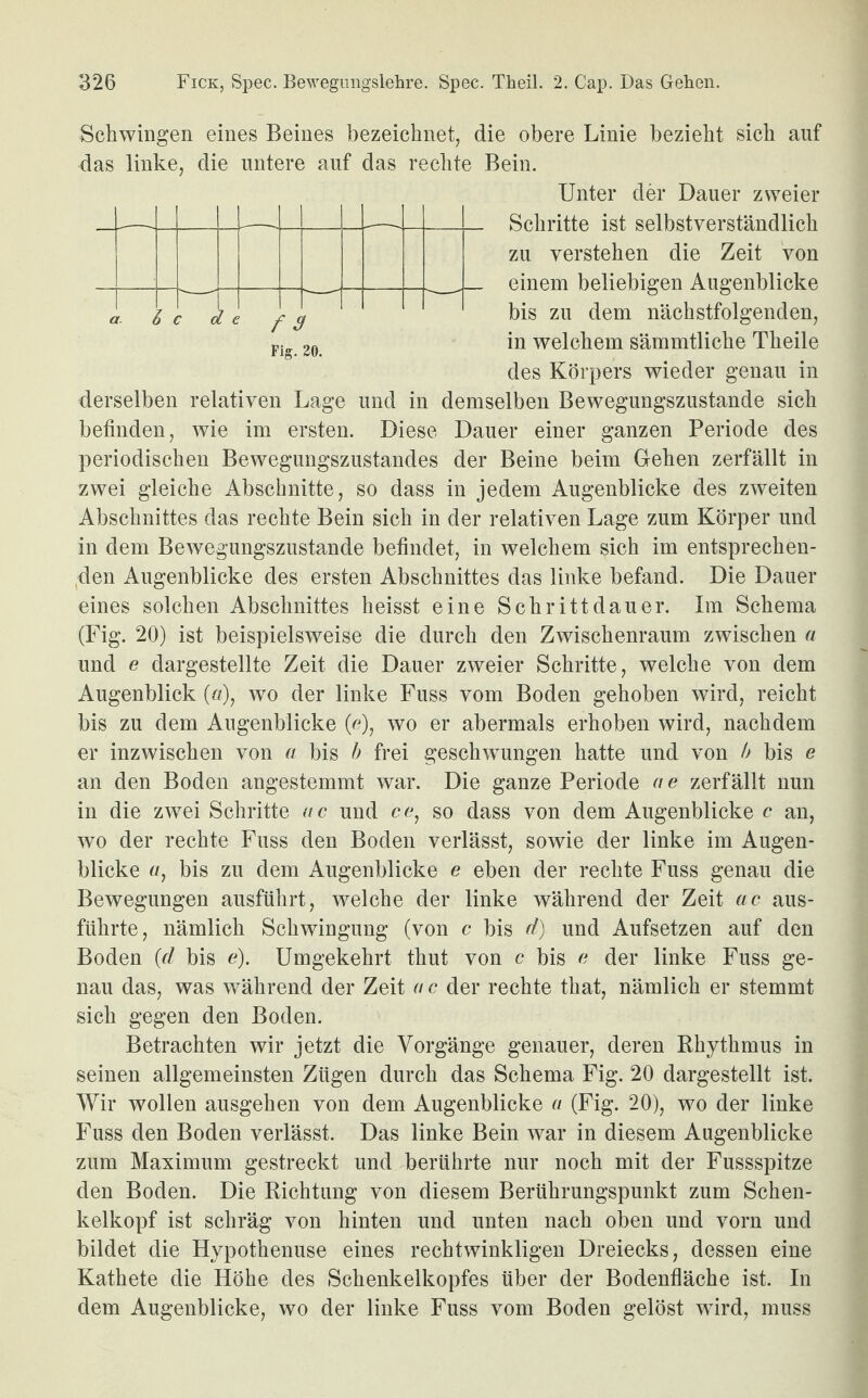 Schwingen eines Beines bezeichnet, die obere Linie bezieht sich auf das linke, die untere auf das rechte Bein. Unter der Dauer zweier Schritte ist selbstverständlich zu verstehen die Zeit von einem beliebigen Augenblicke bis zu dem nächstfolgenden, in welchem sämmtliche Theile des Körpers wieder genau in derselben relativen Lage und in demselben Bewegungszustande sich f 3 Fig. 20. befinden, wie im ersten. Diese Dauer einer ganzen Periode des periodischen Bewegungszustandes der Beine beim Gehen zerfällt in zwei gleiche Abschnitte, so dass in jedem Augenblicke des zweiten Abschnittes das rechte Bein sich in der relativen Lage zum Körper und in dem Bewegungszustande befindet, in welchem sich im entsprechen¬ den Augenblicke des ersten Abschnittes das linke befand. Die Dauer eines solchen Abschnittes heisst eine Schrittdauer. Im Schema (Fig. 20) ist beispielsweise die durch den Zwischenraum zwischen a und e dargestellte Zeit die Dauer zweier Schritte, welche von dem Augenblick (a), wo der linke Fuss vom Boden gehoben wird, reicht bis zu dem Augenblicke (e), wo er abermals erhoben wird, nachdem er inzwischen von a bis h frei geschwungen hatte und von b bis e an den Boden angestemmt war. Die ganze Periode ae zerfällt nun in die zwei Schritte nc und ce, so dass von dem Augenblicke c an, wo der rechte Fuss den Boden verlässt, sowie der linke im Augen¬ blicke a, bis zu dem Augenblicke e eben der rechte Fuss genau die Bewegungen ausführt, welche der linke während der Zeit ac aus¬ führte, nämlich Schwingung (von c bis d) und Aufsetzen auf den Boden (d bis e). Umgekehrt thut von c bis o der linke Fuss ge¬ nau das, was während der Zeit a c der rechte that, nämlich er stemmt sich gegen den Boden. Betrachten wir jetzt die Vorgänge genauer, deren Rhythmus in seinen allgemeinsten Zügen durch das Schema Fig. 20 dargestellt ist. Wir wollen ausgehen von dem Augenblicke a (Fig. 20), wo der linke Fuss den Boden verlässt. Das linke Bein war in diesem Augenblicke zum Maximum gestreckt und berührte nur noch mit der Fussspitze den Boden. Die Richtung von diesem Berührungspunkt zum Schen¬ kelkopf ist schräg von hinten und unten nach oben und vorn und bildet die Hypothenuse eines rechtwinkligen Dreiecks, dessen eine Kathete die Höhe des Schenkelkopfes Uber der Bodenfläche ist. In dem Augenblicke, wo der linke Fuss vom Boden gelöst wird, muss