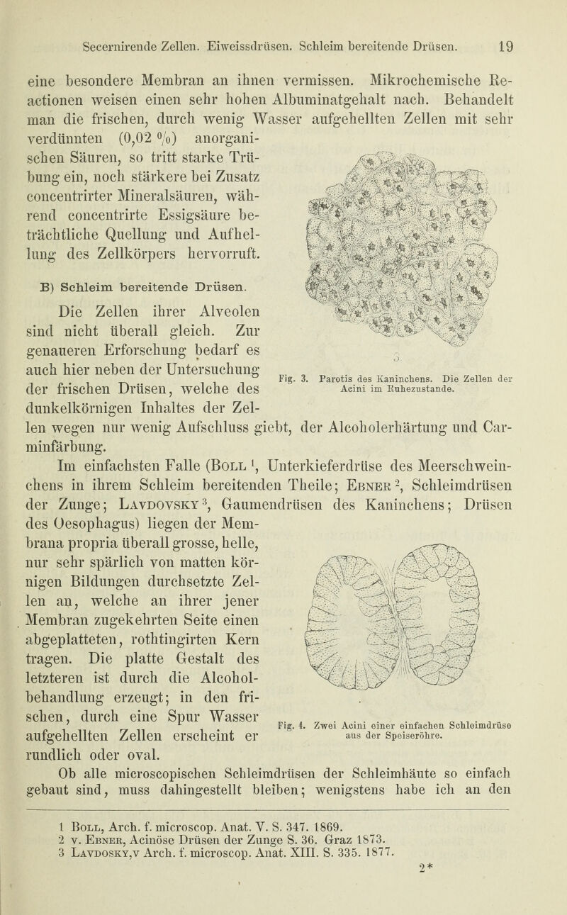 Fig. 3. Parotis des Kaninchens. Die Zellen der Acini im Knhezustande. eine besondere Membran an ihnen vermissen. Mikrochemische Re- actionen weisen einen sehr hohen Albuminatgehalt nach. Behandelt man die frischen, durch wenig Wasser aufgehellten Zellen mit sehr verdünnten (0,02 °/o) anorgani¬ schen Säuren, so tritt starke Trü¬ bung ein, noch stärkere bei Zusatz concentrirter Mineralsäuren, wäh¬ rend concentrirte Essigsäure be¬ trächtliche Quellung und Aufhel¬ lung des Zellkörpers hervorruft. B) Schleim bereitende Drüsen. Die Zellen ihrer Alveolen sind nicht überall gleich. Zur genaueren Erforschung bedarf es auch hier neben der Untersuchung der frischen Drüsen, welche des dunkelkörnigen Inhaltes der Zel¬ len wegen nur wenig Aufschluss giebt, der Alcoholerhärtung und Car- minfärbung. Im einfachsten Falle (Boll l, Unterkieferdrüse des Meerschwein¬ chens in ihrem Schleim bereitenden Theile; Ebner2, Schleimdrüsen der Zunge; Lavdovsky3, Gaumendrüsen des Kaninchens; Drüsen des Oesophagus) liegen der Mem¬ brana propria überall grosse, helle, nur sehr spärlich von matten kör¬ nigen Bildungen durchsetzte Zel¬ len an, welche an ihrer jener . Membran zugekehrten Seite einen abgeplatteten, rothtingirten Kern tragen. Die platte Gestalt des letzteren ist durch die Alcohol- behandlung erzeugt; in den fri¬ schen, durch eine Spur Wasser aufgehellten Zellen erscheint er rundlich oder oval. Ob alle mieroscopischen Schleimdrüsen der Schleimhäute so einfach gebaut sind, muss dahingestellt bleiben; wenigstens habe ich an den Fig. 4. Zwei Acini einer einfachen Schleimdrüse aus der Speiseröhre. 1 Boll, Arch. f. microscop. Anat. Y. S. 347. 1869. 2 y. Ebner, Acinöse Drüsen der Zunge S. 36. Graz 1873. 3 Lavdosky,v Arcb. f. microscop. Anat. XIII. S. 335. 1877. 2*