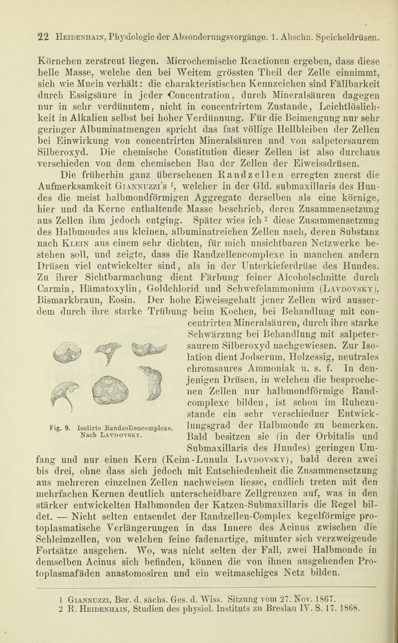 Körnchen zerstreut liegen. Microchemische Reactionen ergeben, dass diese helle Masse, welche den bei Weitem grössten Theil der Zelle einnimmt, sich wie Mucin verhält: die charakteristischen Kennzeichen sind Fällbarkeit durch Essigsäure in jeder Ooncentration, durch Mineralsäuren dagegen nur in sehr verdünntem, nicht in concentrirtem Zustande, Leichtlöslich¬ keit in Alkalien selbst bei hoher Verdünnung. Für die Beimengung nur sehr geringer Albuminatmengen spricht das fast völlige Hellbleiben der Zellen bei Einwirkung von concentrirten Mineralsäuren und von salpetersaurem Silberoxyd. Die chemische Constitution dieser Zellen ist also durchaus verschieden von dem chemischen Bau der Zellen der Eiweissdrüsen. Die früherhin ganz übersehenen Randzellen erregten zuerst die Aufmerksamkeit Giannuzzi’s *, welcher in der Gld. submaxillaris des Hun¬ des die meist halbmondförmigen Aggregate derselben als eine körnige, hier und da Kerne enthaltende Masse beschrieb, deren Zusammensetzung aus Zellen ihm jedoch entging. Später wies ich1 2 diese Zusammensetzung des Halbmondes aus kleinen, albuminatreichen Zellen nach, deren Substanz nach Klein aus einem sehr dichten, für mich unsichtbaren Netzwerke be¬ stehen soll, und zeigte, dass die Randzellencomplexe in manchen andern Drüsen viel entwickelter sind, als in der Unterkieferdrüse des Hundes. Zu ihrer Sichtbarmachung dient Färbung feiner Alcoholschnitte durch Carmin, Hämatoxylin, Goldchlorid und Schwefelammonium (Lavdovsky), Bismarkbraun, Eosin. Der hohe Eiweissgehalt jener Zellen wird ausser¬ dem durch ihre starke Trübung beim Kochen, bei Behandlung mit con¬ centrirten Mineralsäuren, durch ihre starke Schwärzung bei Behandlung mit salpeter¬ saurem Silberoxyd nachgewiesen. Zur Iso¬ lation dient Jodserum, Holzessig, neutrales chromsaures Ammoniak u. s. f. In den¬ jenigen Drüsen, in welchen die besproche¬ nen Zellen nur halbmondförmige Rand- complexe bilden, ist schon im Ruhezu¬ stände ein sehr verschiedner Entwick¬ lungsgrad der Halbmonde zu bemerken. Bald besitzen sie (in der Orbitalis und Submaxillaris des Hundes) geringen Um¬ fang und nur einen Kern (Keim-Lunula Lavdovsky), bald deren zwei bis drei, ohne dass sich jedoch mit Entschiedenheit die Zusammensetzung aus mehreren einzelnen Zellen nachweisen Hesse, endlich treten mit den mehrfachen Kernen deutlich unterscheidbare Zellgrenzen auf, was in den stärker entwickelten Halbmonden der Katzen-Submaxillaris die Regel bil¬ det. — Nicht selten entsendet der Randzellen-Complex kegelförmige pro¬ toplasmatische Verlängerungen in das Innere des Acinus zwischen die Schleimzellen, von welchen feine fadenartige, mitunter sich verzweigende Fortsätze ausgehen. Wo, was nicht selten der Fall, zwei Halbmonde in demselben Acinus sich befinden, können die von ihnen ausgehenden Pro¬ toplasmafäden anastomosiren und ein weitmaschiges Netz bilden. Fig. 9. Isolirte Randzellencomplexe. Nach Lavdovsky. 1 Giannuzzi, Ber. d. sächs. Ges. d. Wiss. Sitzung vom 27. Nov. 1867. 2 R. Heidenhain, Studien des physiol. Instituts zu Breslau IV. S. 17. 1868.