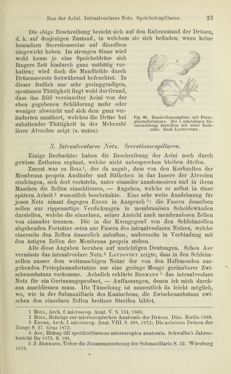 Die obige Beschreibung bezieht sieb auf den Ruhezustand der Drüsen, d. h. auf denjenigen Zustand, in welchem sie sich befinden, wenn keine besondern Secretionsreize auf dieselben eingewirkt haben. Im strengen Sinne wird wohl kaum je eine Speicheldrüse sich längere Zeit hindurch ganz unthätig ver¬ halten; wird doch die Mundhöhle durch Drüsensecrete fortwährend befeuchtet. In dieser freilich nur sehr geringgradigen, spontanen Thätigkeit liegt wohl der Grund, dass das Bild vereinzelter Acini von der eben gegebenen Schilderung mehr oder weniger abweiclit und sich dem ganz ver¬ änderten annähert, welches die Drüse bei anhaltender Thätigkeit in der Mehrzahl ihrer Alveolen zeigt (s. unten). 3. Intraalveolares Netz. Secretionscapillaren. Einige Beobachter haben die Beschreibung der Acini noch durch gewisse Zuthaten ergänzt, welche nicht unbesprochen bleiben dürfen. Zuerst war es Boll1, der da angab, dass von den Korbzellen der Membrana propria Ausläufer und Bälkchen in das Innere der Alveolen eindringen, sich dort verästeln, unter einander anastomosiren und in ihren Maschen die Zellen einschliessen, — Angaben, welche er selbst in einer spätem Arbeit2 wesentlich beschränkte. Eine sehr weite Ausdehnung für jenes Netz nimmt dagegen Ebner in Anspruch3: die Fasern desselben sollen nur rippenartige Verdickungen in membranösen Scheidewänden darstellen, welche die einzelnen, seiner Ansicht nach membranlosen Zellen von einander trennen. Die in der Kerngegend von den Schleimzellen abgehenden Fortsätze seien nur Fasern des intraalveolaren Netzes, welche einerseits den Zellen äusserlich anhaften, andrerseits in Verbindung mit den ästigen Zellen der Membrana propria stehen. Alle diese Angaben beruhen auf unrichtigen Deutungen. Schon Asp vermisste das intraalveolare Netz.4 5 Lavdovsky zeigte, dass in den Schleim¬ zellen ausser dem weitmaschigen Netze der von den Halbmonden aus¬ gehenden Protoplasmafortsätze nur eine geringe Menge gerinnbarer Zwi¬ schensubstanz vorkomme. Aehnlich erklärte Bermann 5 das intraalveolare Netz für ein Gerinnungsproduct, — Auffassungen, denen ich mich durch¬ aus anschliessen muss. Die Täuschung ist namentlich da leicht möglich, wo, wie in der Submaxillaris des Kaninchens, die Zwischensubstanz zwi¬ schen den einzelnen Zellen breitere Streifen bildet. 1 Boll, Arch. f. microscop. Anat. V. S. 334.1869. 2 Boll, Beiträge zur microscopischen Anatomie der Drüsen. Diss. Berlin 1869. 3 Ebner, Arch. f. microscop. Anat. VIII. S. 49S. 1872; Die acinösen Drüsen der Zunge S. 27. Graz 1873. 4 Asp, Bidrag tili spottkörtlarness microscopica anatomia. Schwalbe’s Jahres¬ bericht für 1873. S. 198. 5 J. Bermann, Ueber die Zusammensetzung der Submaxillaris S. 32. Würzburg 1878. Fig. 10. Randzelleneomplexe mit Proto¬ plasmafortsätzen. Bei b scheinbarer Zu¬ sammenhang derselben mit einer Korb¬ zelle. Nach Laydovsky.