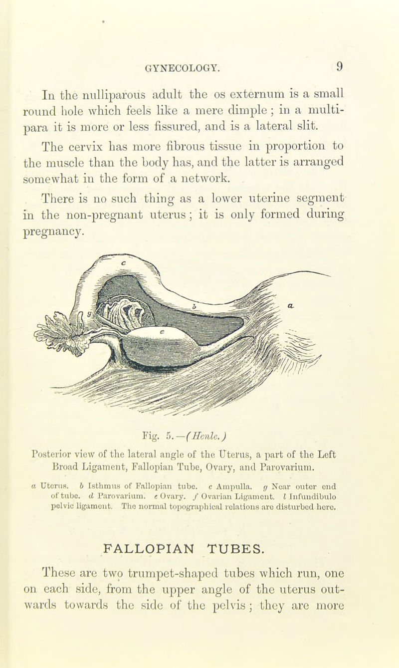 In the nulliparous adult the os externum is a small round hole which feels like a mere dimple ; in a multi- para it is more or less fissured, and is a lateral slit. The cervix has more fibrous tissue in proportion to the muscle than the body has, and the latter is arranged somewhat in the form of a network. There is no such thing as a lower uterine segment in the non-pregnant uterus ; it is only formed during pregnancy. Fig. 5.—(Herilc.) Posterior view of the lateral angle of the Uterus, a part of the Left Broad Ligament, Fallopian Tube, Ovary, and Parovarium. a Uterus, b Isthmus of Fallopian tube, c Ampulla, g Near outer ond of tube, d Parovarium, e Ovary. / Ovarian Ligament. I Infundibulo pelvic ligament. The normal topographical relations are disturbed here. FALLOPIAN TUBES. These are two trumpet-shaped tubes which run, one on each side, from the upper angle of the uterus out- wards towards the sidu of the pelvis; they are more