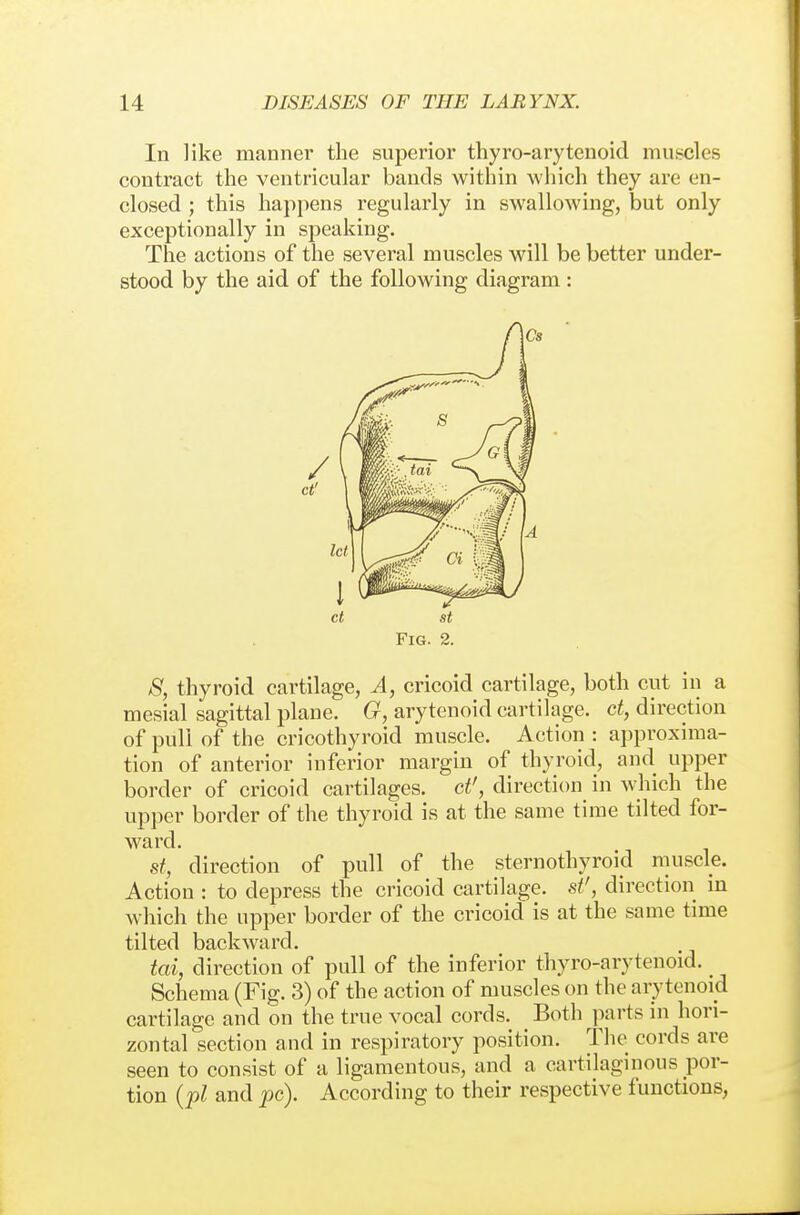 In like manner the superior thyro-arytenoid muscles contract the ventricular bands within which they are en- closed ; this happens regularly in swallowing, but only exceptionally in speaking. The actions of the several muscles will be better under- stood by the aid of the following diagram : ct St Fig. 2. 8, thyroid cartilage, A, cricoid cartilage, both cut in a mesial sagittal plane. G, arytenoid cartilage, ct, direction of pull of the cricothyroid muscle. Action : approxima- tion of anterior inferior margin of thyroid, and upper border of cricoid cartilages, ct', direction in which the upper border of the thyroid is at the same time tilted for- ward. st, direction of pull of the sternothyroid muscle. Actiou : to depress the cricoid cartilage, st', direction in which the upper border of the cricoid is at the same time tilted backward. tai, direction of pull of the inferior thyro-arytenoid. Schema (Fig. 3) of the action of muscles on the arytenoid cartilage and on the true vocal cords. Both parts in hori- zontal section and in respiratory position. The cords are seen to consist of a ligamentous, and a cartilaginous por- tion {pi and pc). According to their respective functions.