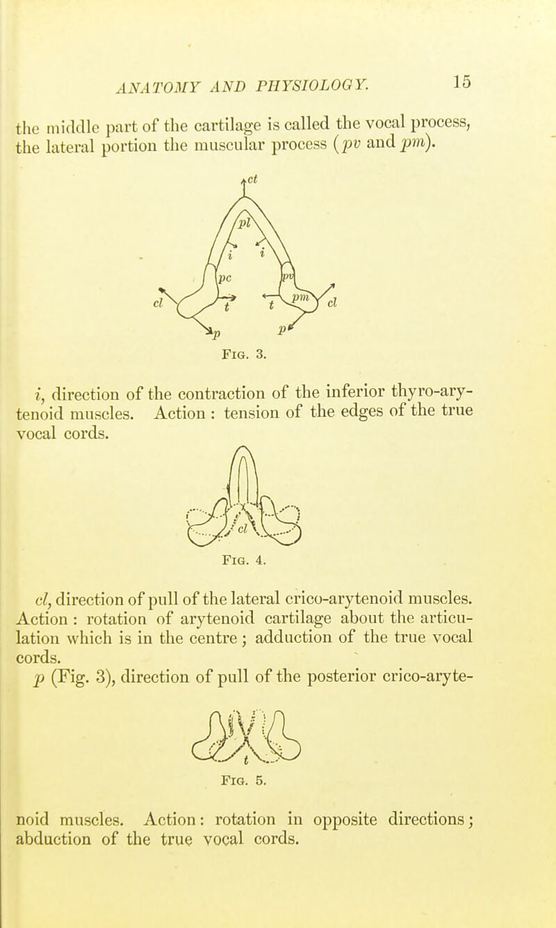 the middle part of the cartilage is called the vocal process, the lateral portion the muscular process {pv and pm). Fig. 3. i, direction of the contraction of the inferior thyro-ary- tenoid muscles. Action : tension of the edges of the true vocal cords. Fig. 4. cl, direction of pull of the lateral crico-arytenoid muscles. Action : iotation of arytenoid cartilage about the articu- lation which is in the centre; adduction of the true vocal cords. p (Fig. 3), direction of pull of the posterior crico-aryte- FiG. 5. noid muscles. Action: rotation in oj^posite directions; abduction of the true vocal cords.