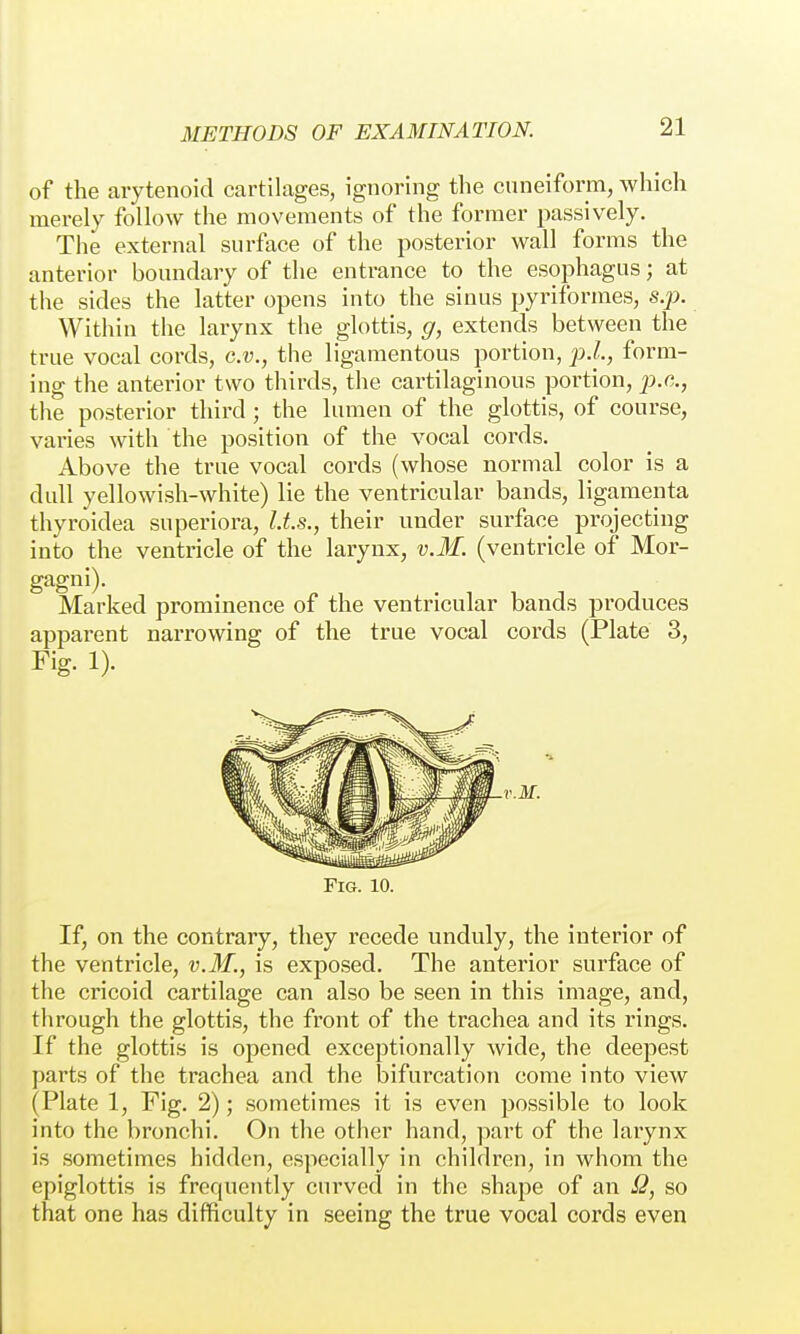 of the arytenoid cartilages, ignoring the cuneiform, which merely follow the movements of the former passively. The external surface of the posterior wall forms the anterior boundary of the entrance to the esophagus; at the sides the latter opens into the sinus pyriformes, s.p. Within the larynx the glottis, g, extends between the true vocal cords, c.v., the ligamentous portion, j^.L, form- ing the anterior two thirds, the cartilaginous portion, the posterior third; the lumen of the glottis, of course, varies with the position of the vocal cords. Above the true vocal cords (whose normal color is a dull yellowish-white) lie the ventricular bands, ligamenta thyroidea superiora, U.S., their under surface projecting into the ventricle of the larynx, v.M. (ventricle of Mor- gagni). Marked prominence of the ventricular bands produces apparent narrowing of the true vocal cords (Plate 3, Fig. 1). Fig. 10. If, on the contrary, they recede unduly, the interior of the ventricle, v.M., is exposed. The anterior surface of the cricoid cartilage can also be seen in this image, and, through the glottis, the front of the trachea and its rings. If the glottis is opened exceptionally wide, the deepest parts of the trachea and the bifurcation come into view (Plate 1, Fig. 2); sometimes it is even possible to look into the bronchi. On the other hand, part of the larynx is sometimes hidden, especially in children, in whom the epiglottis is frequently curved in the shape of an S3, so that one has difficulty in seeing the true vocal cords even