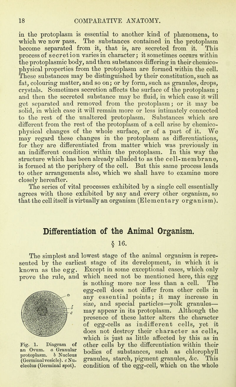 in tlie protoplasm is essential to another kind of plisenomena, to wMcli we now pass. The substances contained in the protoplasm become separated from it^ that is, are secreted from it. This process of secretion varies in character; it sometimes occurs within the protoplasmic body, and then substances differing in their chemico- physical properties from the protoplasm are formed within the cell. These suljstances may be distinguished by their constitution, such as fat, colouring matter, and so on; or by form, such as granules, drops, crystals. Sometimes secretion affects the surface of the protoplasm; and then the secreted substance may be fluid, in which case it will get separated and removed from the protoplasm; or it may be solid, in which case it will remain more or less intimately connected to the rest of the unaltered protoplasm. Substances which are different from the rest of the protoplasm of a cell arise by chemico- physical changes of the whole surface, or of a part of it. We may regard these changes in the protoplasm as differentiations, for they are differentiated from matter which was previously in an indifferent condition within the protoplasm. In this way the structure which has been already alluded to as the cell-membrane, is formed at the periphery of the cell. But this same process leads to other arrangements also, which we shall have to examine more closely hereafter. The series of vital processes exhibited by a single cell essentially agrees with those exhibited by any and every other organism, so that the cell itself is virtually an organism (Elementary organism). Differentiation of the Animal Organism. § 1Ö- The simplest and lowest stage of the animal organism is repre- sented by the earliest stage of its development, in which it is known as the egg. Except in some exceptional cases, which only prove the rule, and which need not be mentioned here, this egg is nothing more nor less than a cell. The egg-cell does not differ from other cells in any essential points; it may increase in size, and special particles—yolk granules— may appear in its protoplasm. Although the presence of these latter alters the character of egg-cells as indifferent cells, yet it does not destroy their character as cells, which is just as little affected by this as in Fig. 1. Diagram of other cells by the differentiation within their an Oram, a Granular -^^^^-gg SubstanceS, SUch aS chlorophyll protoplasm, b iNucleus , i • . i p rm • (Germinalvesicle). cNu- granules, starch, pigment granules, &c. This cieolus (Germinal spot), condition of the egg-cell, which on the whole