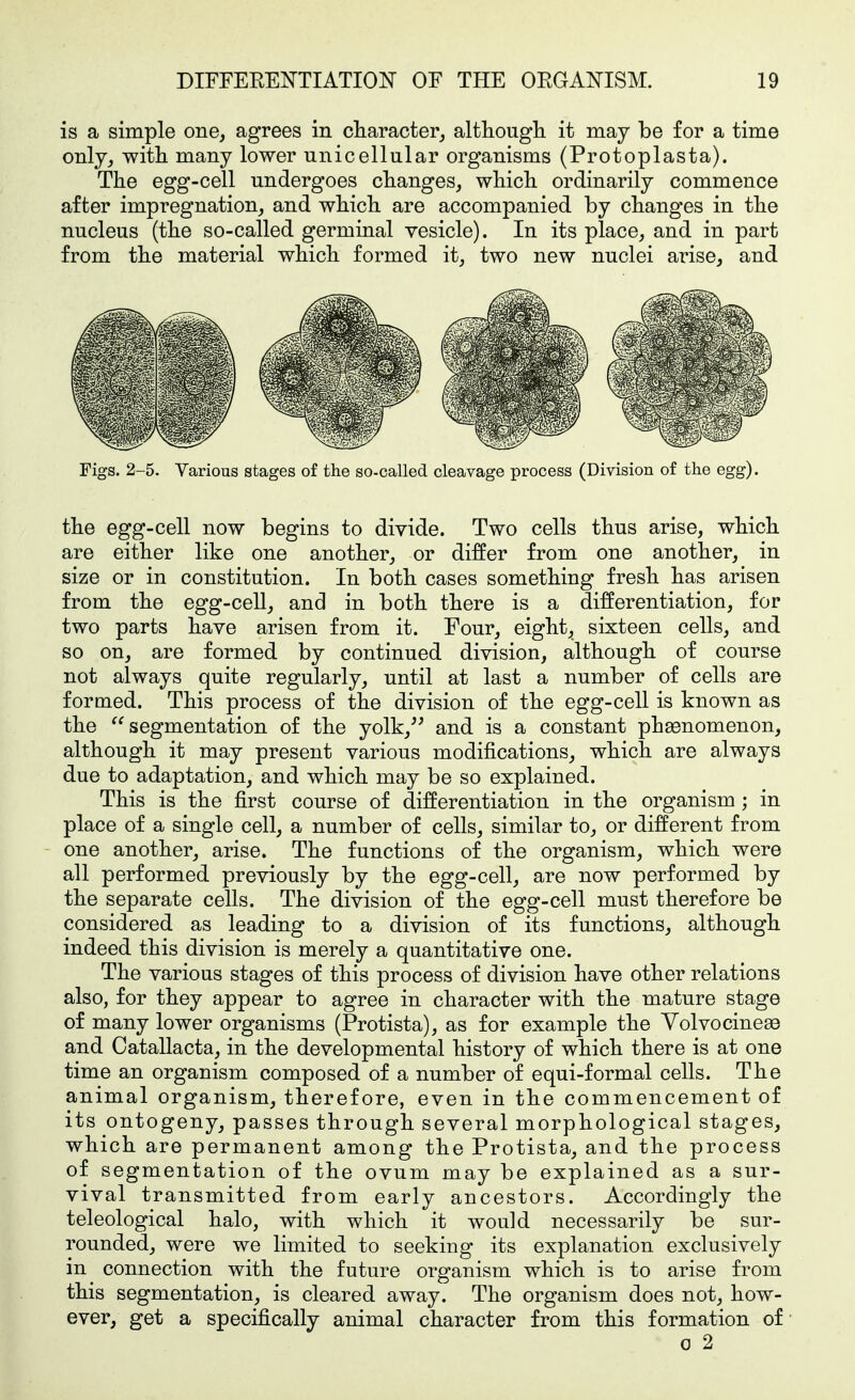 is a simple one, agrees in cliaracter, altliougli it may be for a time only, with many lower unicellular organisms (Protoplasta). The egg-cell undergoes changes, which ordinarily commence after impregnation, and which are accompanied by changes in the nucleus (the so-called germinal vesicle). In its place, and in part from the material which formed it, two new nuclei arise, and Figs. 2-5. Various stages of the so-called cleavage process (Division of the egg). the egg-cell now begins to divide. Two cells thus arise, which are either like one another, or differ from one another, in size or in constitution. In both cases something fresh has arisen from the egg-cell, and in both there is a differentiation, for two parts have arisen from it. Four, eight, sixteen cells, and so on, are formed by continued division, although of course not always quite regularly, until at last a number of cells are formed. This process of the division of the egg-cell is known as the segmentation of the yolk, and is a constant phaenomenon, although it may present various modifications, which are always due to adaptation, and which may be so explained. This is the first course of differentiation in the organism; in place of a single cell, a number of cells, similar to, or different from one another, arise. The functions of the organism, which were all performed previously by the egg-cell, are now performed by the separate cells. The division of the egg-cell must therefore be considered as leading to a division of its functions, although indeed this division is merely a quantitative one. The various stages of this process of division have other relations also, for they appear to agree in character with the mature stage of many lower organisms (Protista), as for example the Volvocinese and Catallacta, in the developmental history of which there is at one time an organism composed of a number of equi-formal cells. The animal organism, therefore, even in the commencement of its ontogeny, passes through several morphological stages, which are permanent among the Protista, and the process of segmentation of the ovum may be explained as a sur- vival transmitted from early ancestors. Accordingly the teleological halo, with which it would necessarily be sur- rounded, were we limited to seeking its explanation exclusively in connection with the future organism which is to arise from this segmentation, is cleared away. The organism does not, how- ever, get a specifically animal character from this formation of 0 2
