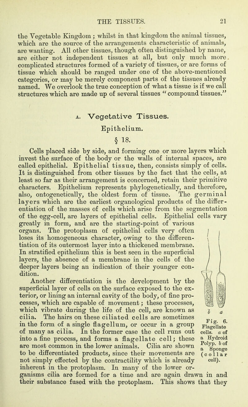 the Vegetable Kingdom ; whilst in that kingdom the animal tissues, which are the source of the arrangements characteristic of animals, are wanting. All other tissues, though often distinguished by name, are either not independent tissues at all, but only much more complicated structures formed of a variety of tissues, or are forms of tissue which should be ranged under one of the above-mentioned categories, or may be merely component parts of the tissues already named. We overlook the true conception of what a tissue is if we call structures which are made up of several tissues compound tissues.^' A. Vegetative Tissues. Epithelium. § 18. Cells placed side by side, and forming one or more layers which invest the surface of the body or the walls of internal spaces, are called epithelial. Epithelial tissue, then, consists simply of cells. It is distinguished from other tissues by the fact that the cells, at least so far as their arrangement is concerned, retain their primitive characters. Epithelium represents phylogenetically, and therefore, also, ontogenetically, the oldest form of tissue. The germinal layers which are the earliest organological products of the differ- entiation of the masses of cells which arise from the segmentation of the egg-cell, are layers of epithelial cells. Epithelial cells vary greatly in form, and are the starting-point of various organs. The protoplasm of epithelial cells very often loses its homogeneous character, owing to the differen- tiation of its outermost layer into a thickened membrane. In stratified epithelium this is best seen in the superficial layers, the absence of a membrane in the cells of the deeper layers being an indication of their younger con- dition. Another differentiation is the development by the superficial layer of cells on the surface exposed to the ex- terior, or lining an internal cavity of the body, of fine pro- cesses, which are capable of movement; these processes, which vibrate during the life of the cell, are known as cilia. The hairs on these ciliated cells are sometimes in the form of a single flagellum, or occur in a group of many as cilia. In the former case the cell runs out into a fine process, and forms a flagellate cell; these are most common in the lower animals. Cilia are shown to be differentiated products, since their movements are not simply effected by the contractility which is already inherent in the protoplasm. In many of the lower or- ganisms cilia are formed for a time and are again drawn in and their substance fused with the protoplasm. This shows that they Fig. 6. Flagellate cells, a of a Hydroid Polyp, b of a Sponge (collar cell).