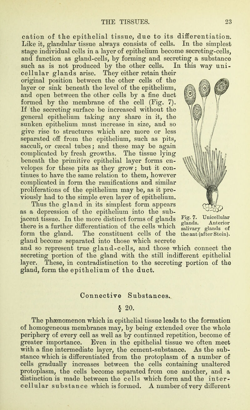 cation of tlie epithelial tissue, due to its differentiation. Like it, glandular tissue always consists of cells. In the simplest stage individual cells in a layer of epithelium become secreting-cells, and function as gland-cells, by forming and secreting a substance such as is not produced by the other cells. In this way uni- cellular glands arise. They either retain their original position between the other cells of the layer or sink beneath the level of the epithelium, and open between the other cells by a fine duct formed by the membrane of the cell (Fig. 7). If the secreting surface be increased without the general epithelium taking any share in it, the suuken epithelium must increase in size, and so give rise to structures which are more or less separated off from the epithelium, such as pits, sacculi, or caecal tubes; and these may be again complicated by fresh growths. The tissue lying beneath the primitive epithelial layer forms en- velopes for these pits as they grow; but it con- tinues to have the same relation to them, however complicated in form the ramifications and similar proliferations of the epithelium may be, as it pre- viously had to the simple even layer of epithelium. Thus the gland in its simplest form appears as a depression of the epithelium into the sub- jacent tissue. In the more distinct forms of glands ^^^^^^ ^^Anterior there is a further differentiation of the cells which ga^vary glands^^of form the gland. The constituent cells of the the ant (after Stein), gland become separated into those which secrete and so represent true gland-cells, and those which connect the secreting portion of the gland with the still indifferent epithelial layer. These, in contradistinction to the secreting portion of the gland, form the epithelium of the duct. Connective Substances. § 20. The phaenomenon which in epithelial tissue leads to the formation of homogeneous membranes may, by being extended over the whole periphery of every cell as well as by continued repetition, become of greater importance. Even in the epithelial tissue we often meet with a fine intermediate layer, the cement-substance. As the sub- stance which is differentiated from the protoplasm of a number of cells gradually increases between the cells containing unaltered protoplasm, the cells become separated from one another, and a distinction is made between the cells which form and the inter- cellular substance which is formed. A number of very different