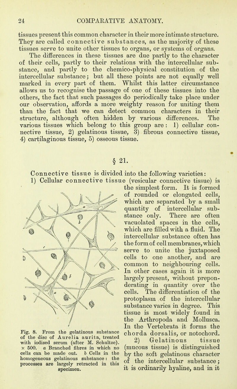 tissues present this common character in their more intimate structure. They are called connective substances, as the majority of these tissues serve to unite other tissues to organs,, or systems of organs. The differences in these tissues are due partly to the character of their cells, partly to their relations with the intercellular sub- stance, and partly to the chemico-physical constitution of the intercellular substance; but all these points are not equally well marked in every part of them. Whilst this latter circumstance allows us to recognise the passage of one of these tissues into the others, the fact that such passages do periodically take place under our observation, affords a more weighty reason for uniting them than the fact that we can detect common characters in their structure, although often hidden by various differences. The various tissues which belong to this group are : 1) cellular con- nective tissue, 2) gelatinous tissue, 3) fibrous connective tissue, 4) cartilaginous tissue, 5) osseous tissue. § 21. Connective tissue is divided into the following varieties: 1) Cellular connective tissue (vesicular connective tissue) is the simplest form. It is formed of rounded or elongated cells, which are separated by a small quantity of intercellular sub- stance only. There are often vacuolated spaces in the cells, which are filled with a fluid. The intercellular substance often has the form of cell membranes, which serve to unite the juxtaposed cells to one another, and are common to neighbouring cells. In other cases again it is more largely present, without prepon- derating in quantity over the cells. The differentiation of the protoplasm of the intercellular substance varies in degree. This tissue is most widely found in the Arthropoda and Mollusca. In the Yertebrata it forms the chorda dorsalis, or notochord. 2) Gelatinous tissue (mucous tissue) is distinguished by the soft gelatinous character of the intercellular substance; it is ordinarily hyaline, and in it Fig. 8. From the gelatinous substance of the disc of Aurelia aurita, treated with iodised serum (after M. Schultze). X 500. a Branched fibres in which no cells can be made out. h Cells in the homogeneous gelatinous substance: the processes are largely retracted in this specimen.